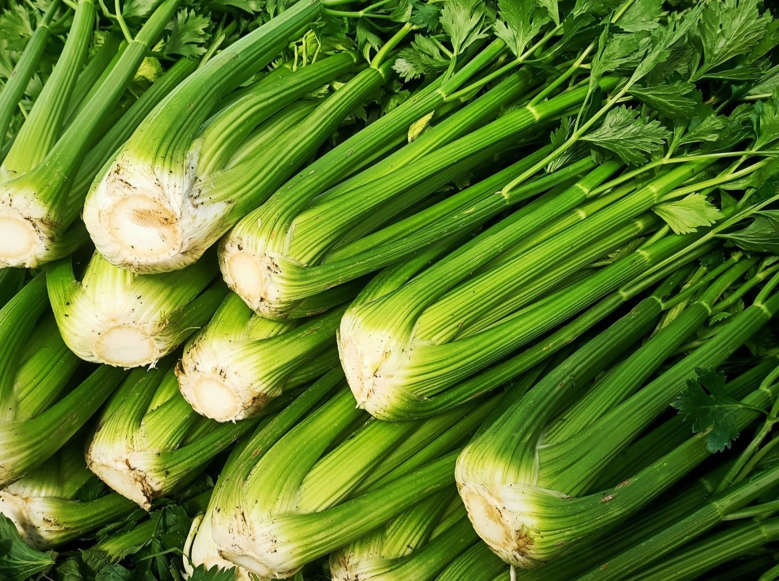Streamside Organic Celery - Bunch