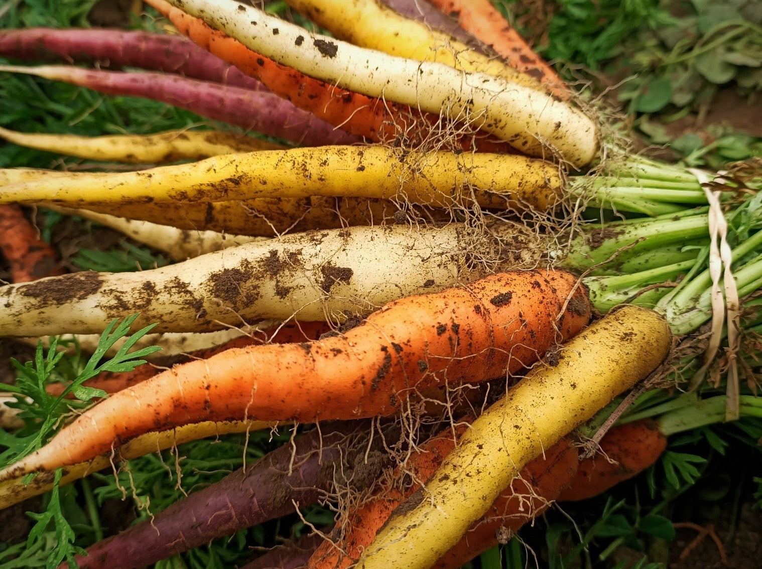 Streamside Organic Carrots Bunch - Colour Mix