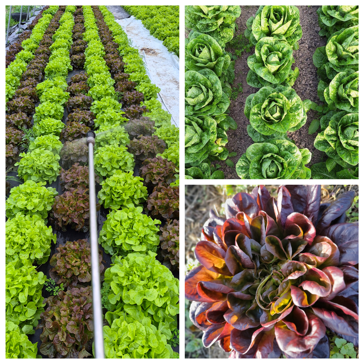 Organic Lettuce Mixed Seedlings - 8 pack mixed bundle