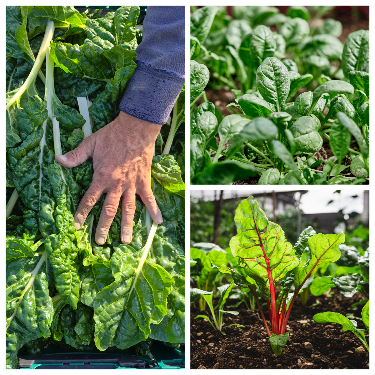 Organic Spinach/Silverbeet/Chard Seedlings - 8 pack mixed bundle