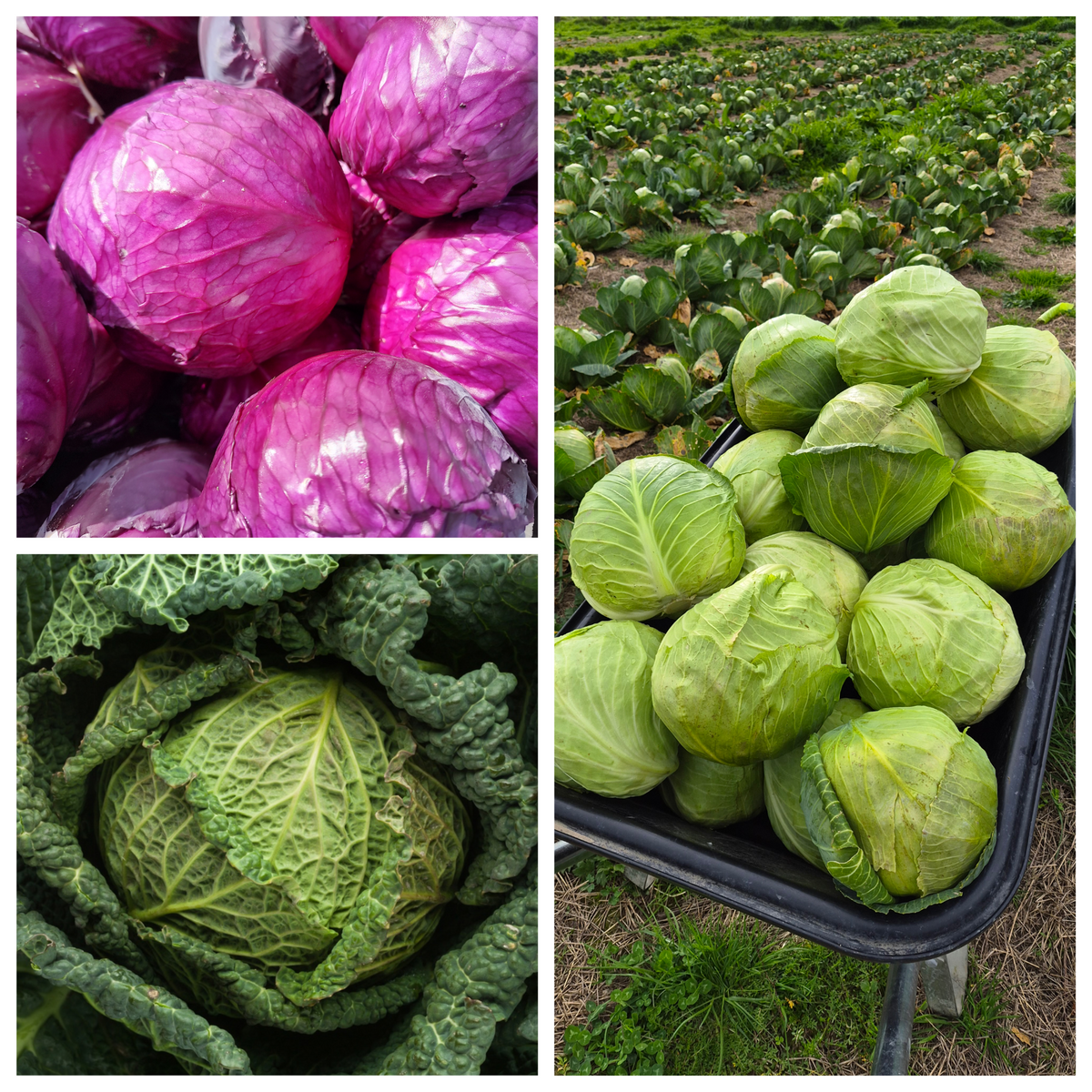 Organic Cabbage Green/Red/Savoy Seedlings - 8 pack mixed bundle