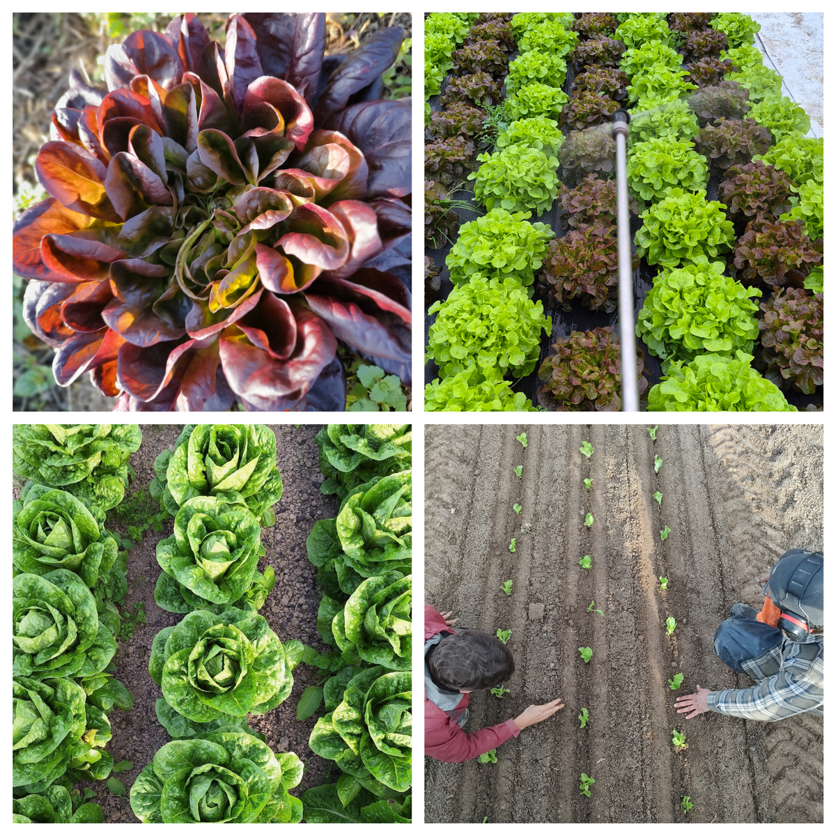 Organic Lettuce Mixed Seedlings - 8 pack mixed bundle