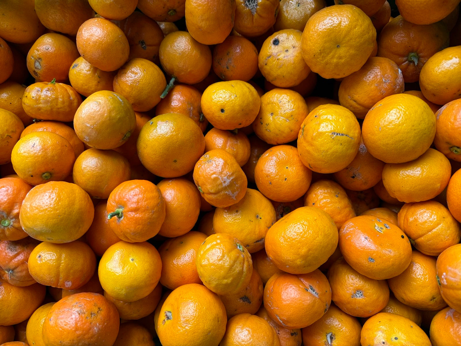 Palmy Spray Free (not organic) Mandarins - Tasty but a bit sour