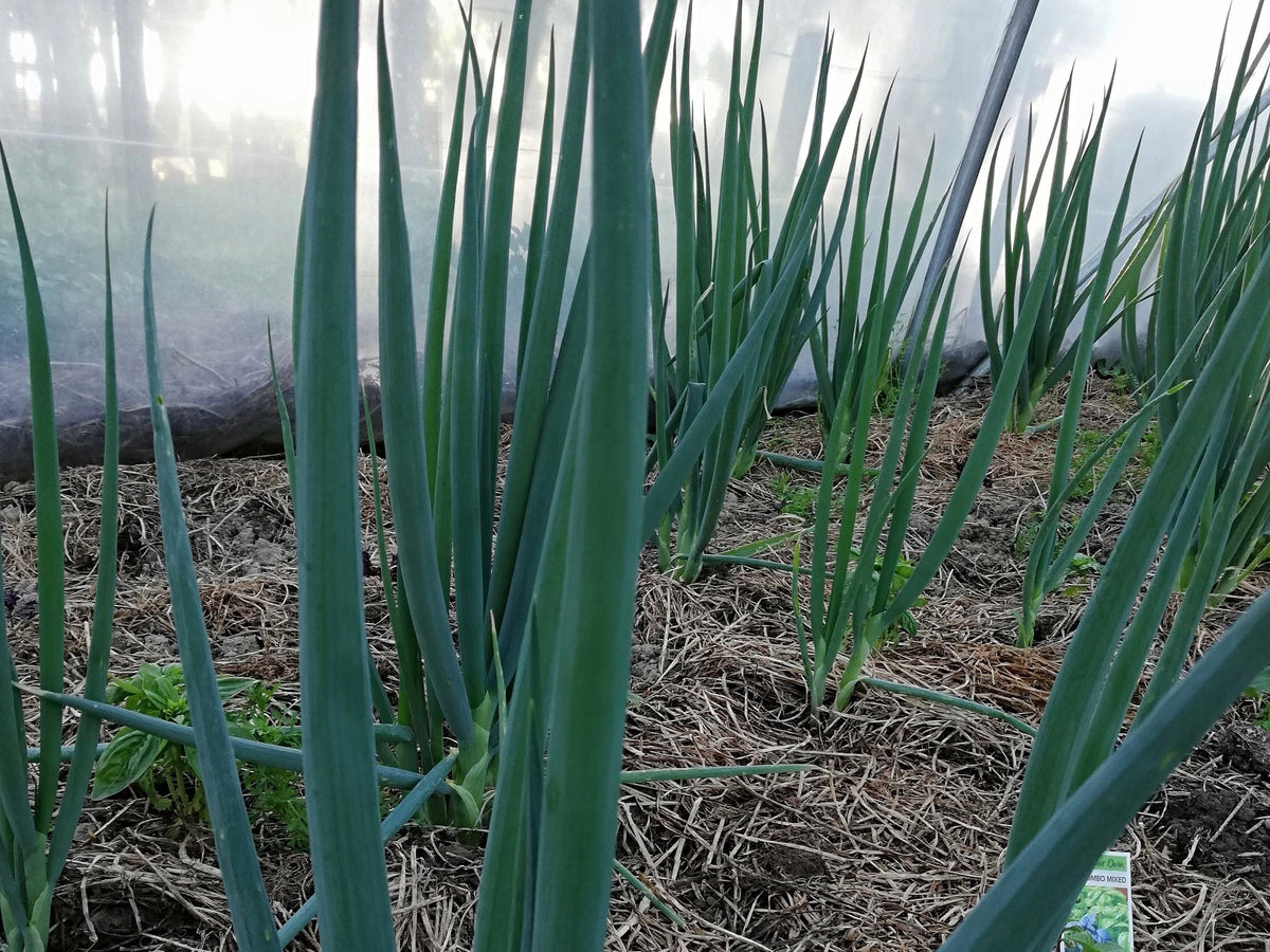 Live2Give Farm Organic Spring Onions - Bunch
