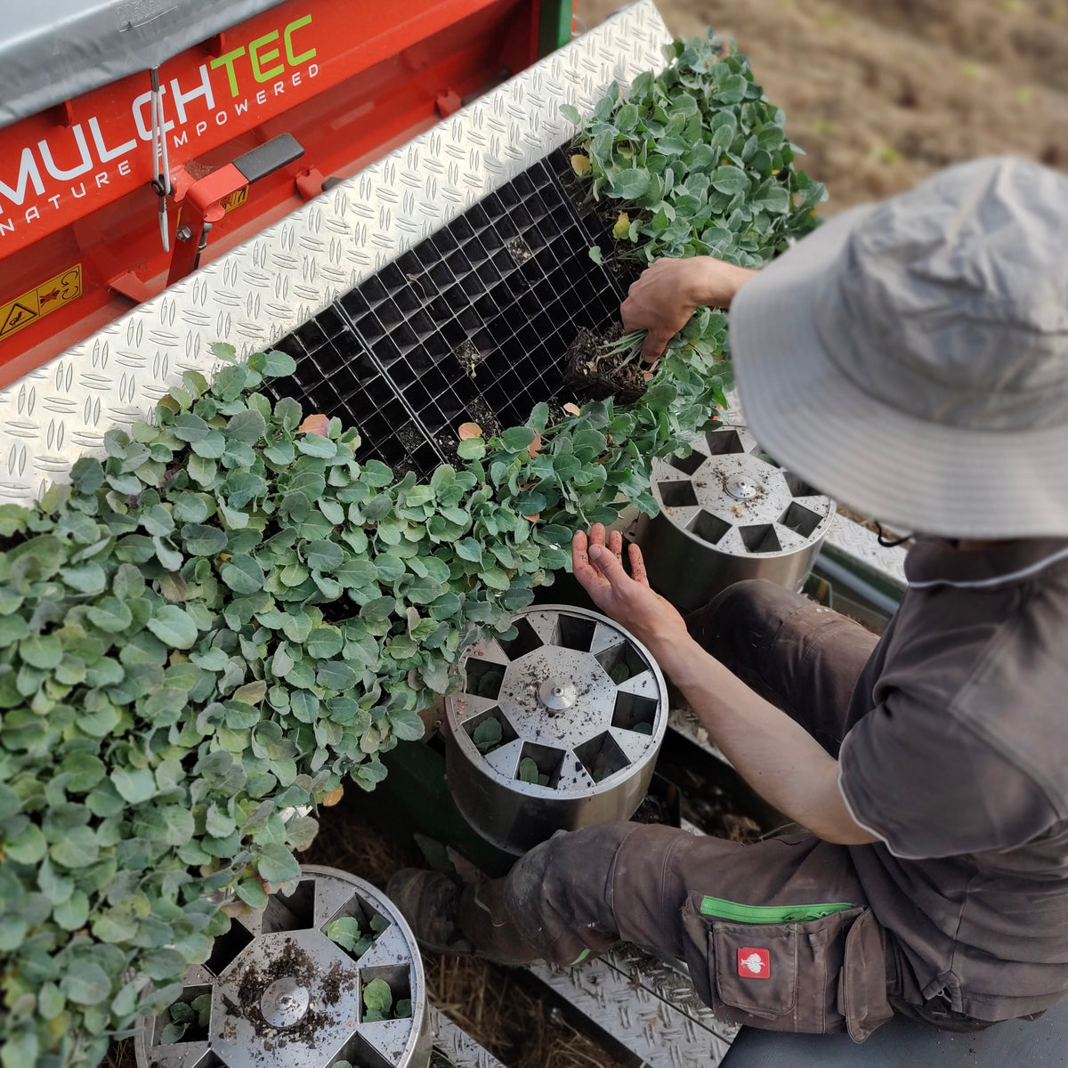 Organic Broccoli Seedlings - 8 pack bundle