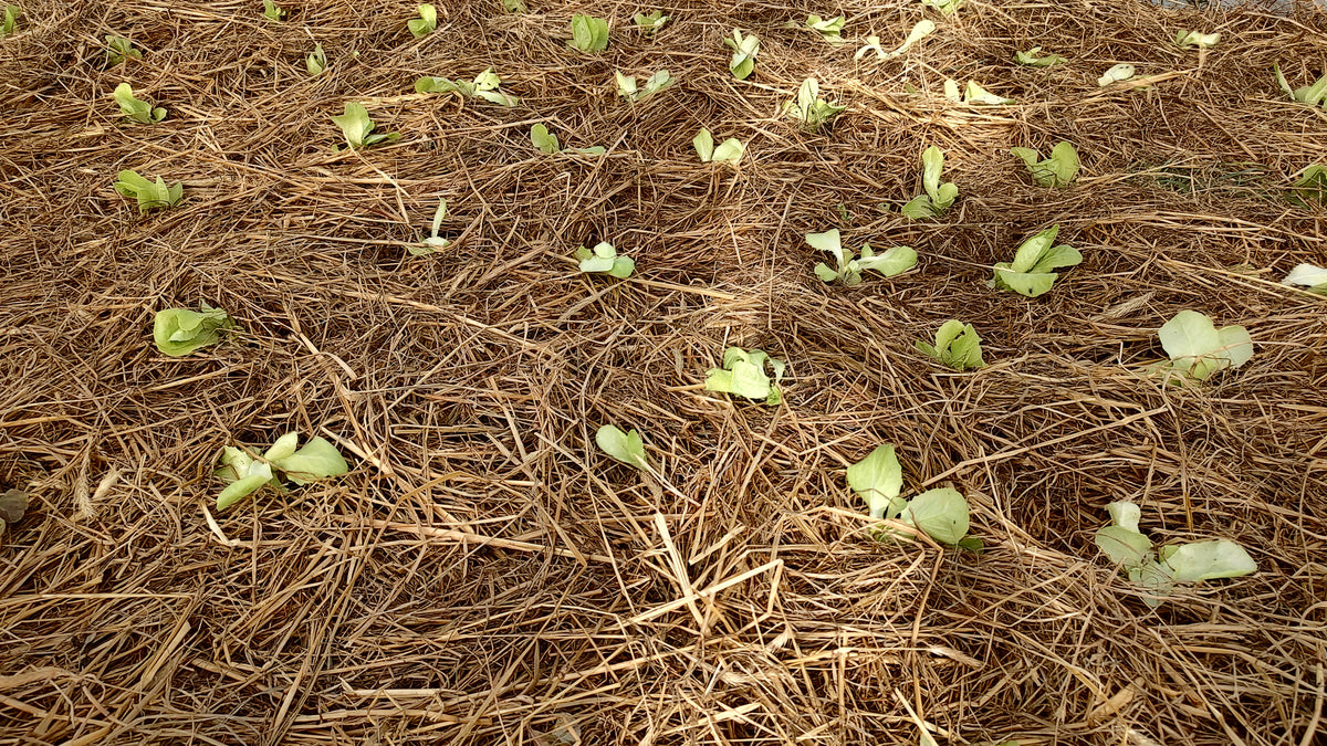 Organic Oakleaf Green Lettuce Seedlings - 8 pack bundle