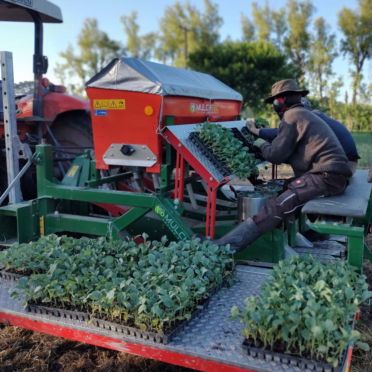 Organic Broccoli Seedlings - 8 pack bundle