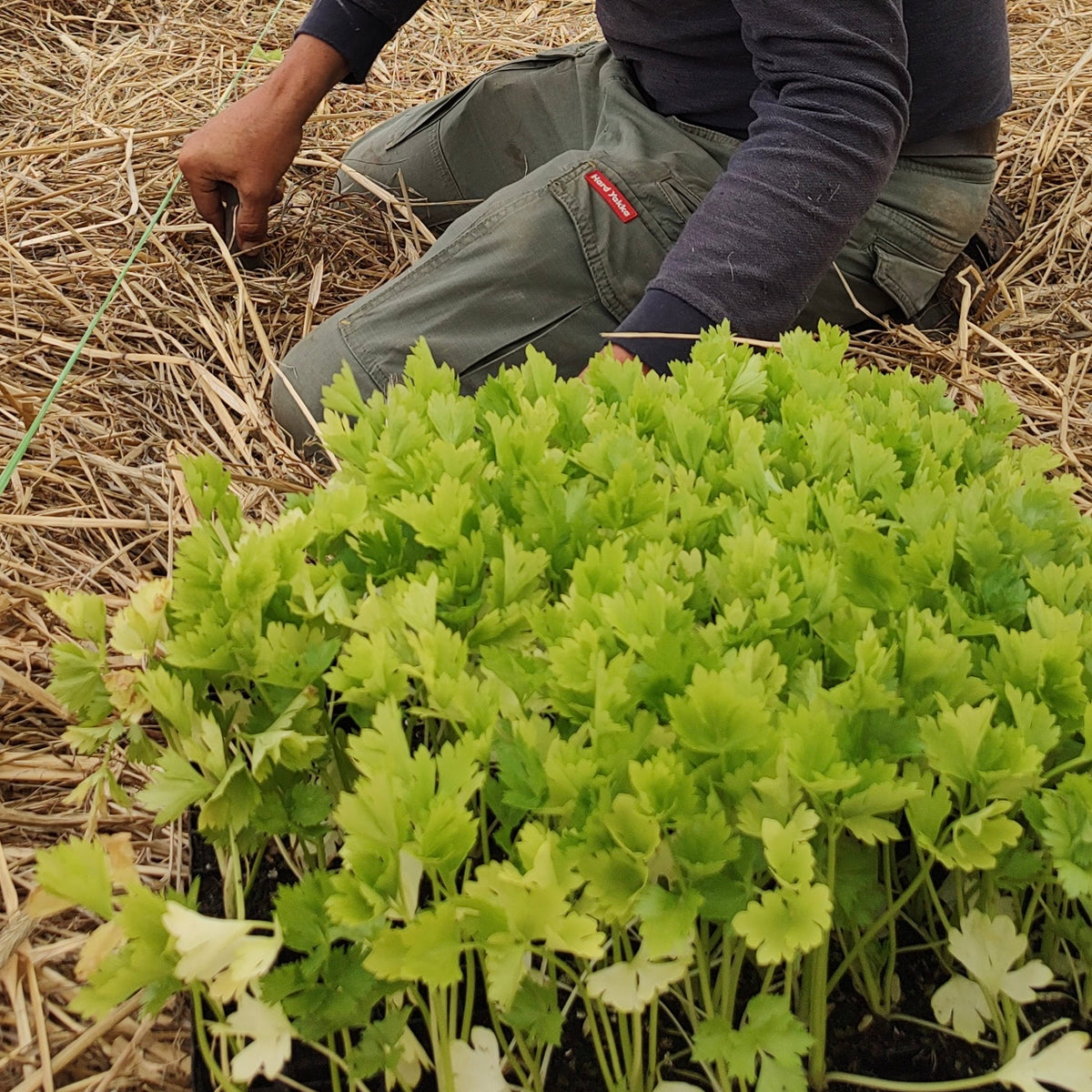 Organic Celery Seedlings - 8 pack bundle