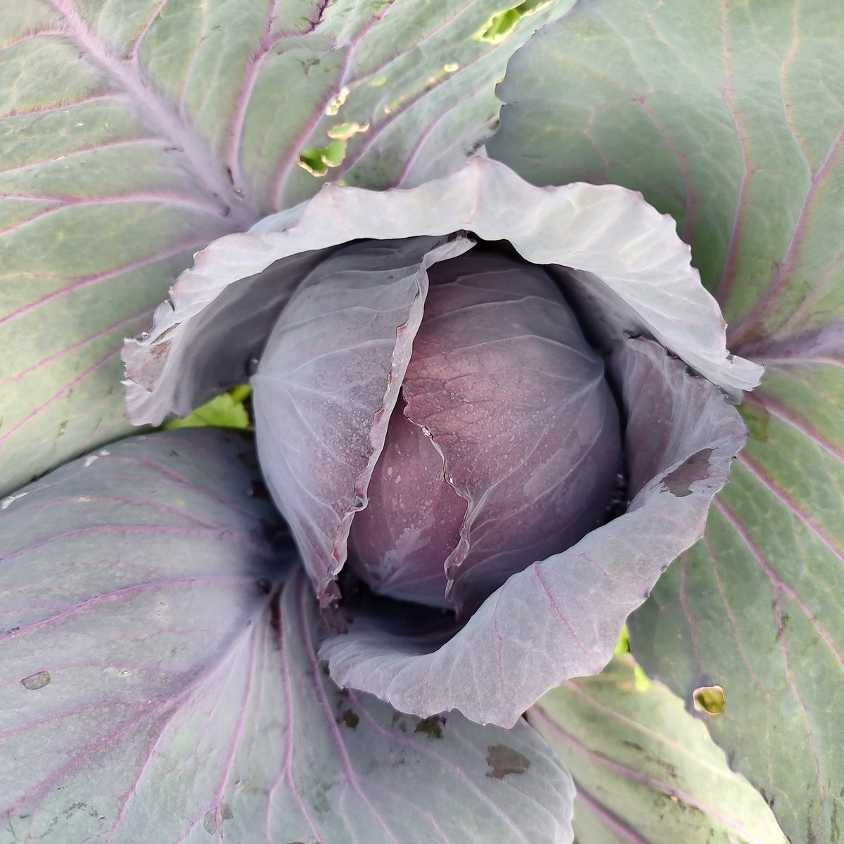Organic Cabbage Red Seedlings - 8 pack bundle