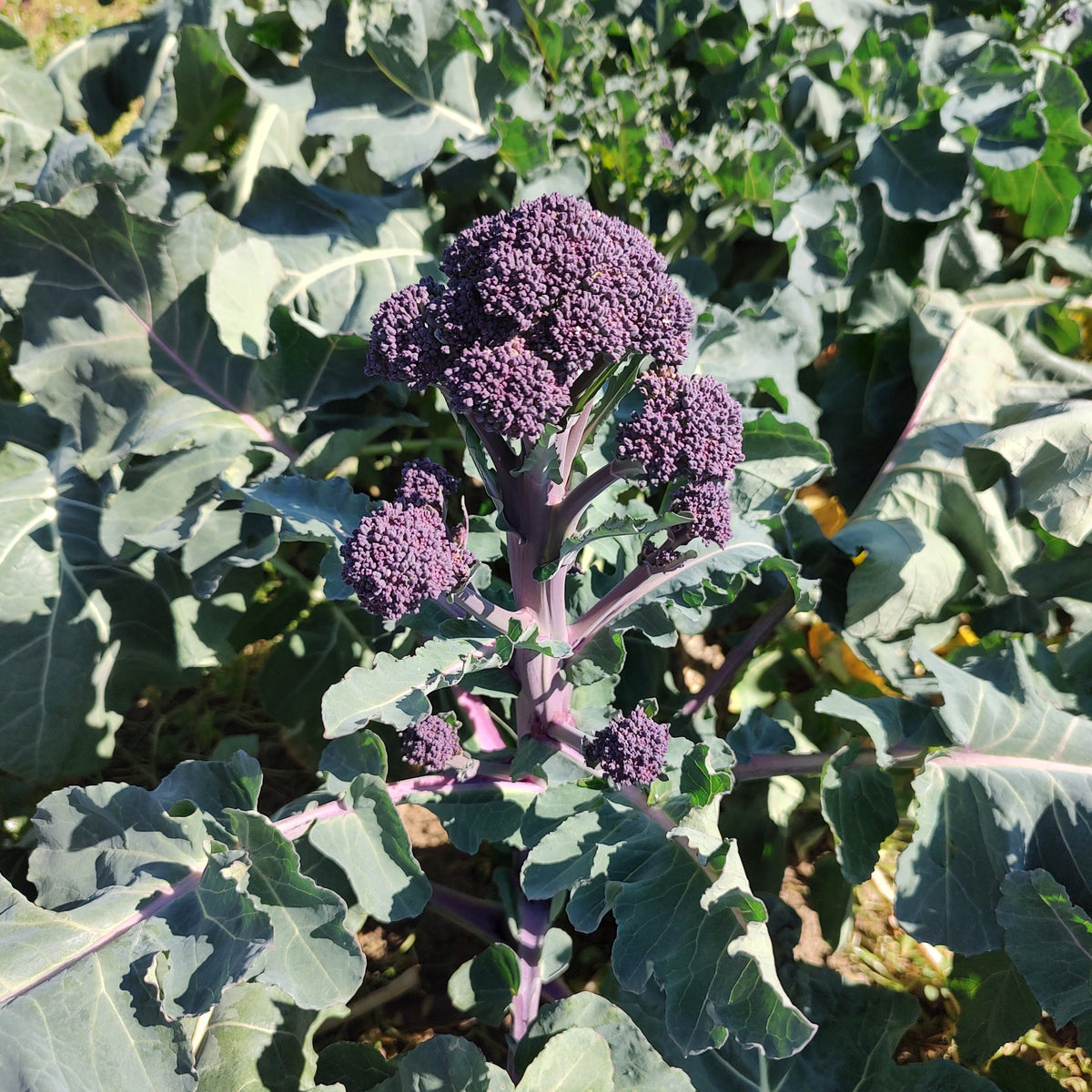 Organic Broccolini Green/Purple Seedlings - 8 pack mixed bundle