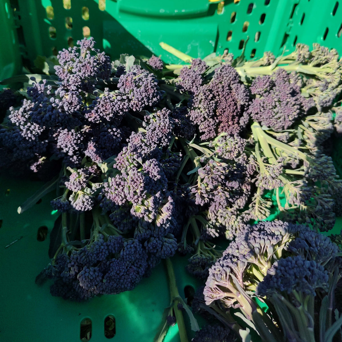Organic Broccolini Green/Purple Seedlings - 8 pack mixed bundle