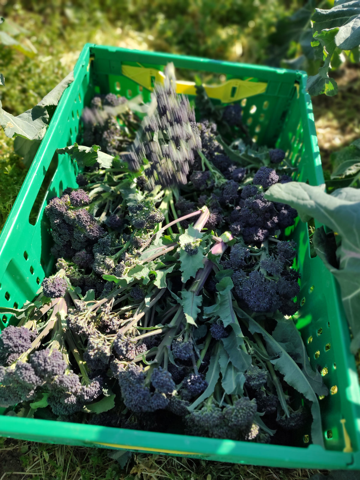 Organic Broccolini Green/Purple Seedlings - 8 pack mixed bundle
