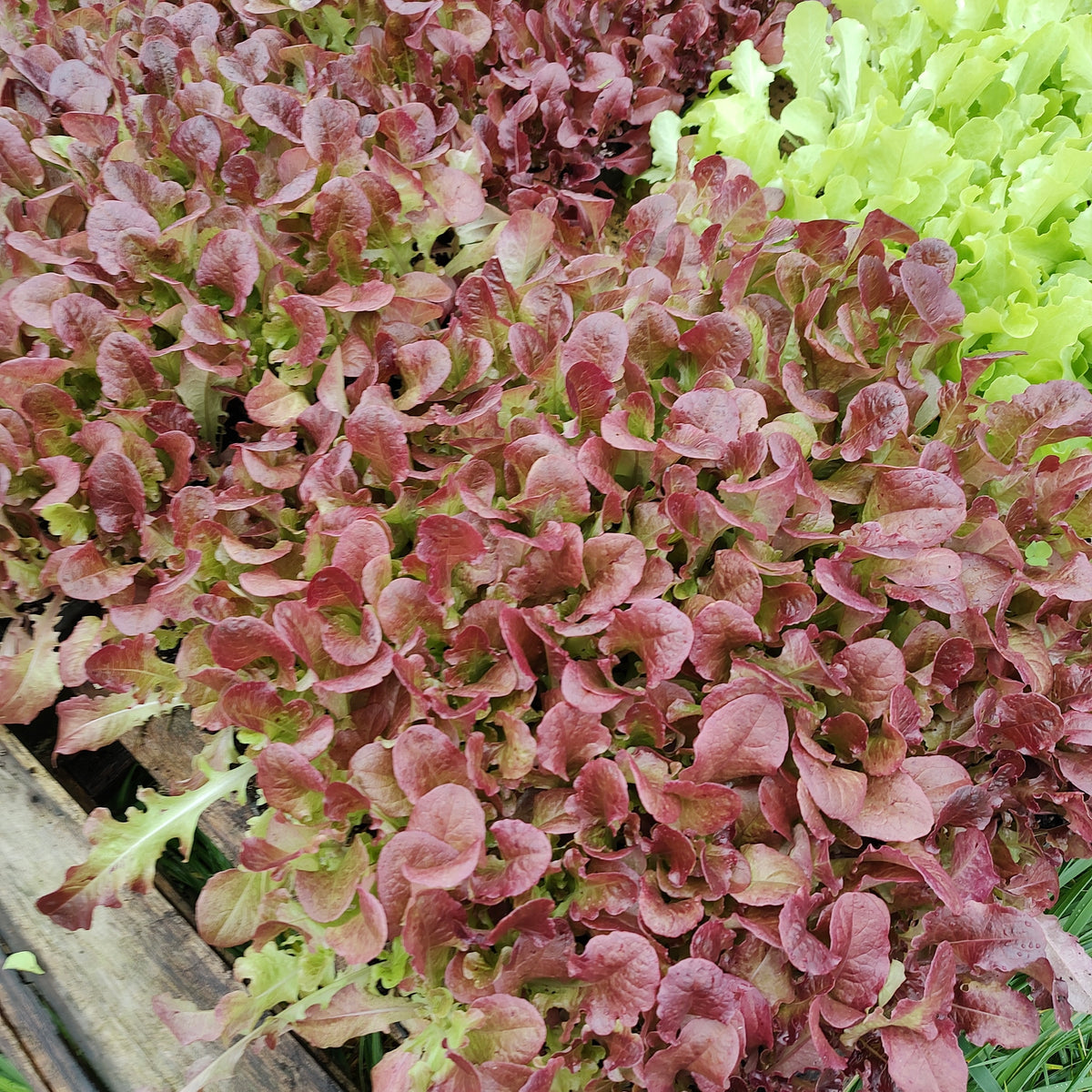 Organic Oakleaf Red Lettuce Seedlings - 8 pack bundle