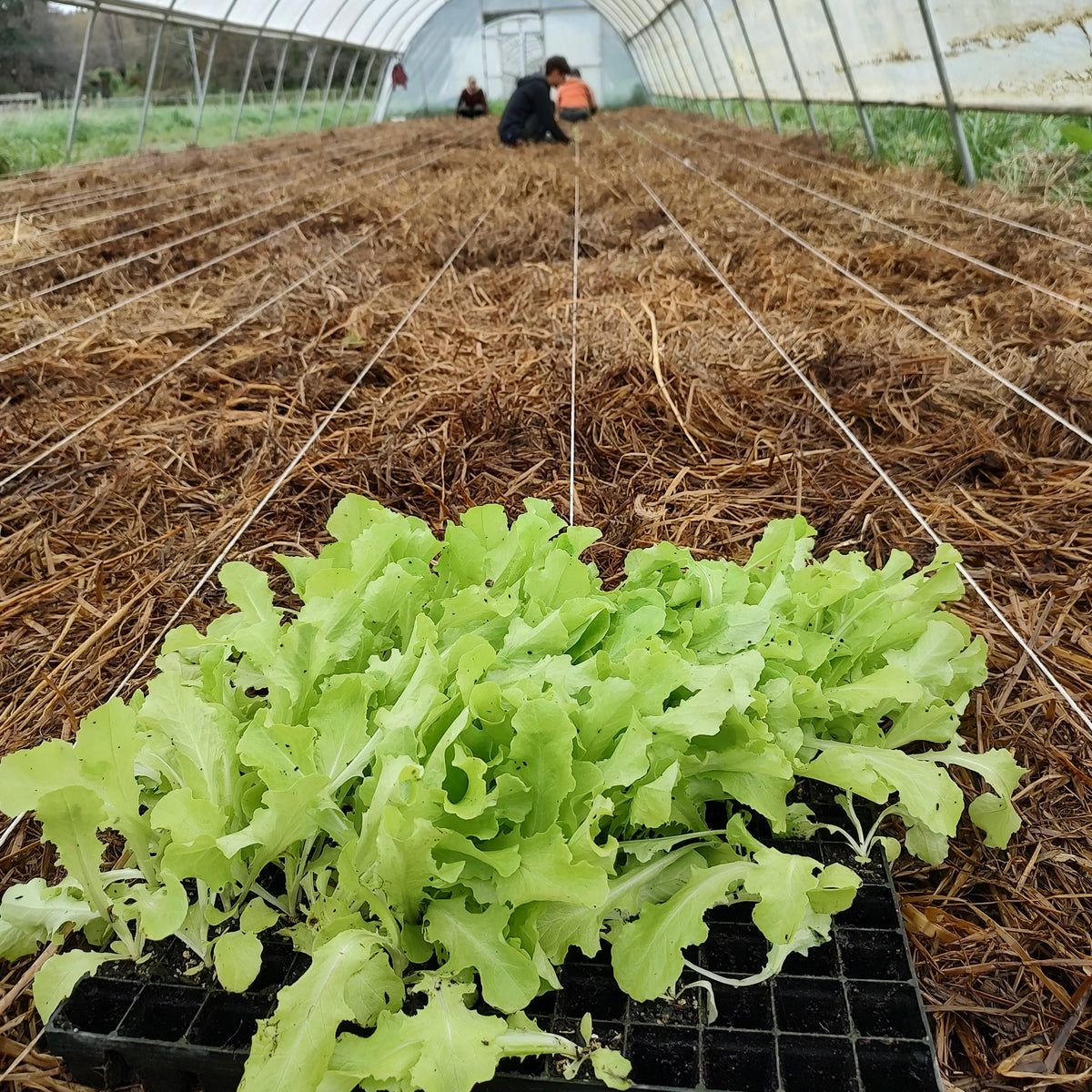 Organic Oakleaf Green Lettuce Seedlings - 8 pack bundle
