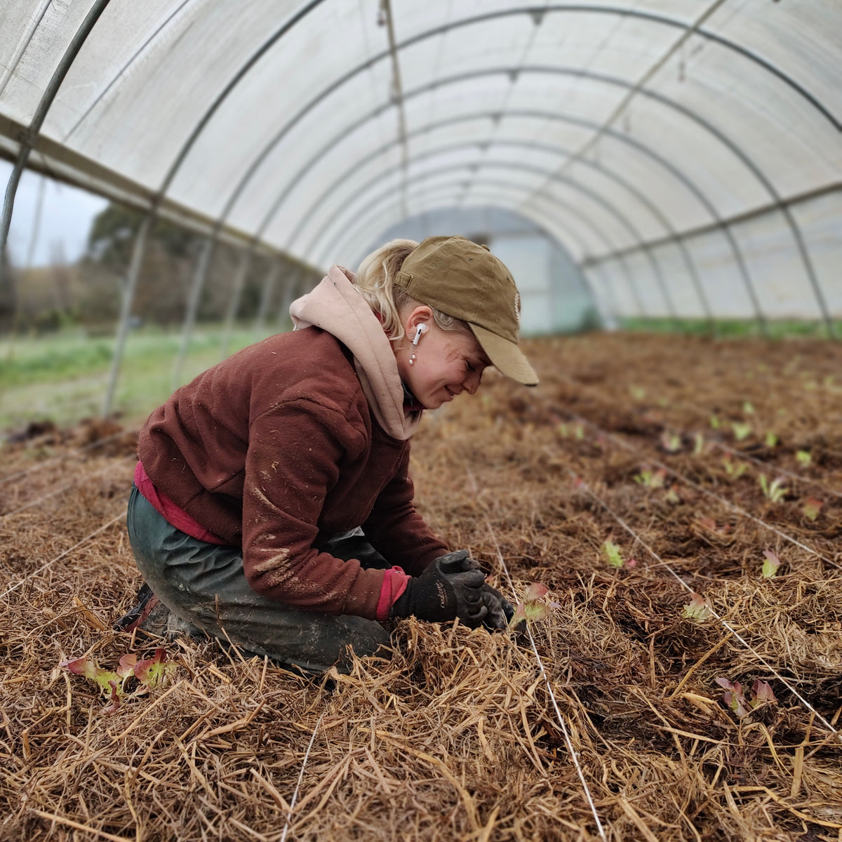 Organic Oakleaf Red Lettuce Seedlings - 8 pack bundle
