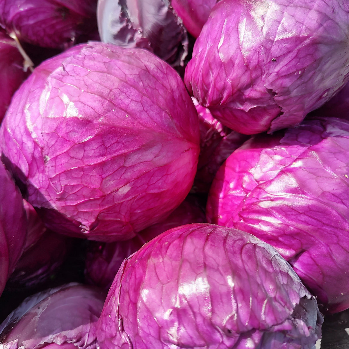 Organic Cabbage Red Seedlings - 8 pack bundle