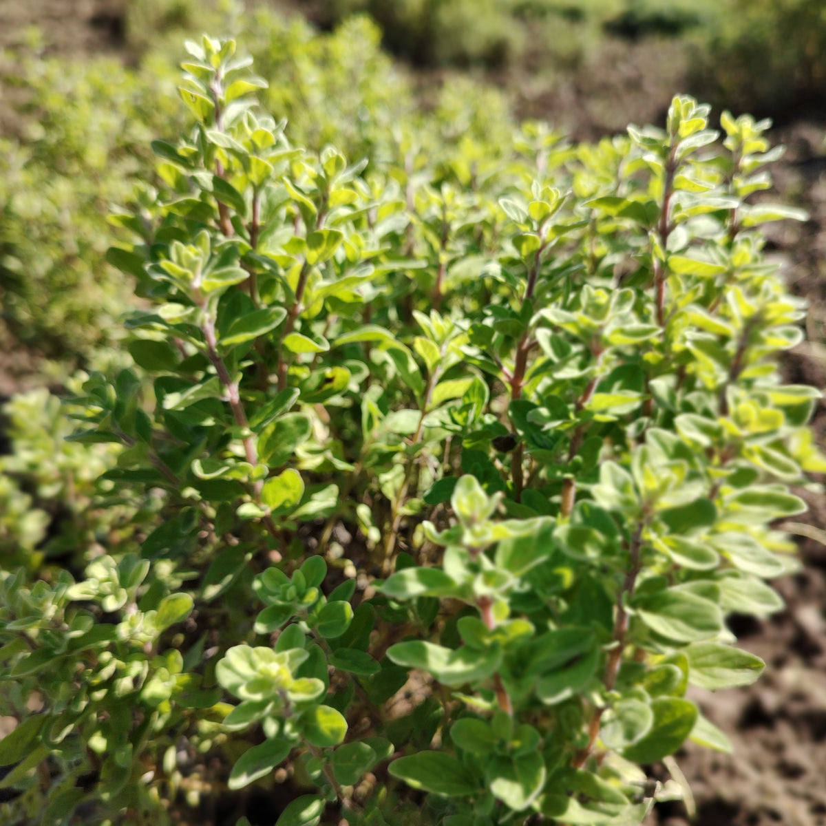 Organic Marjoram Seedlings - 10 cm pot
