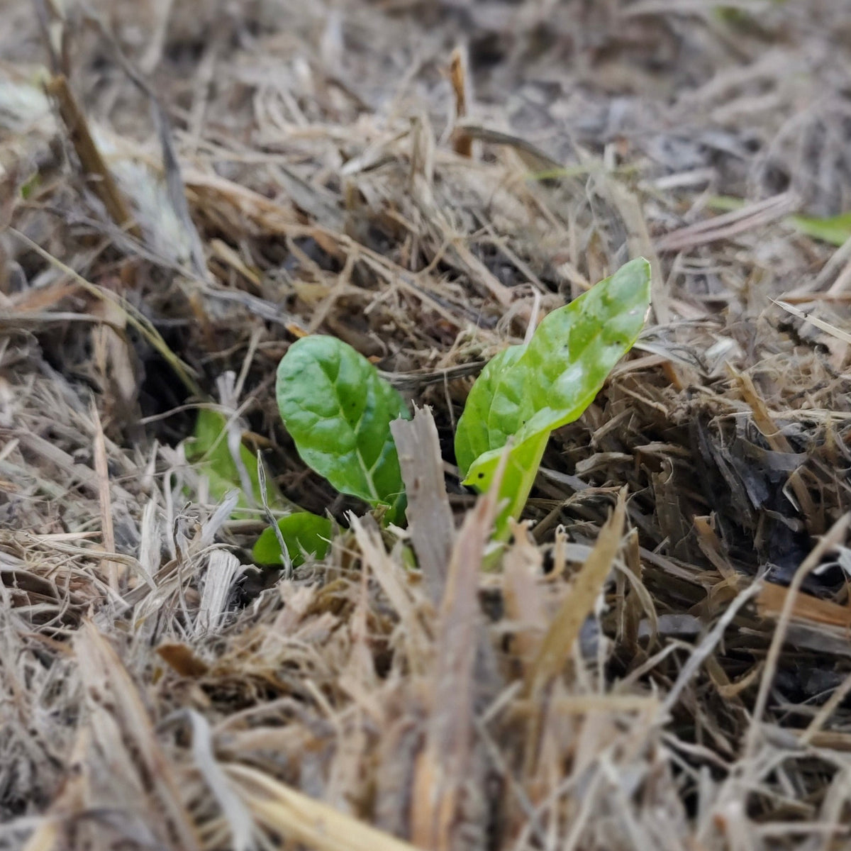 Organic Silverbeet Seedlings - 8 pack bundle