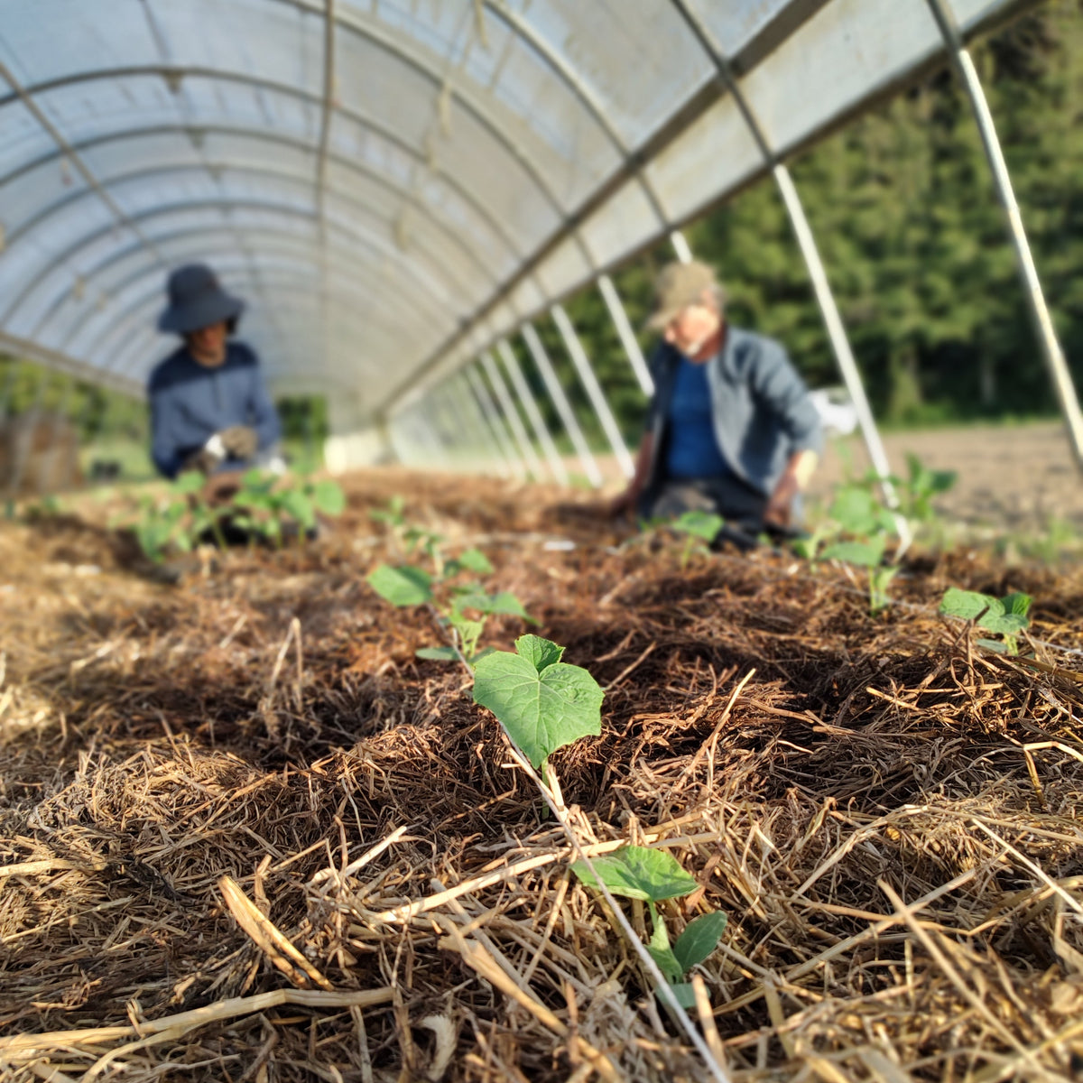 Organic Telegraph Cucumber Seedlings -  individual potted plant
