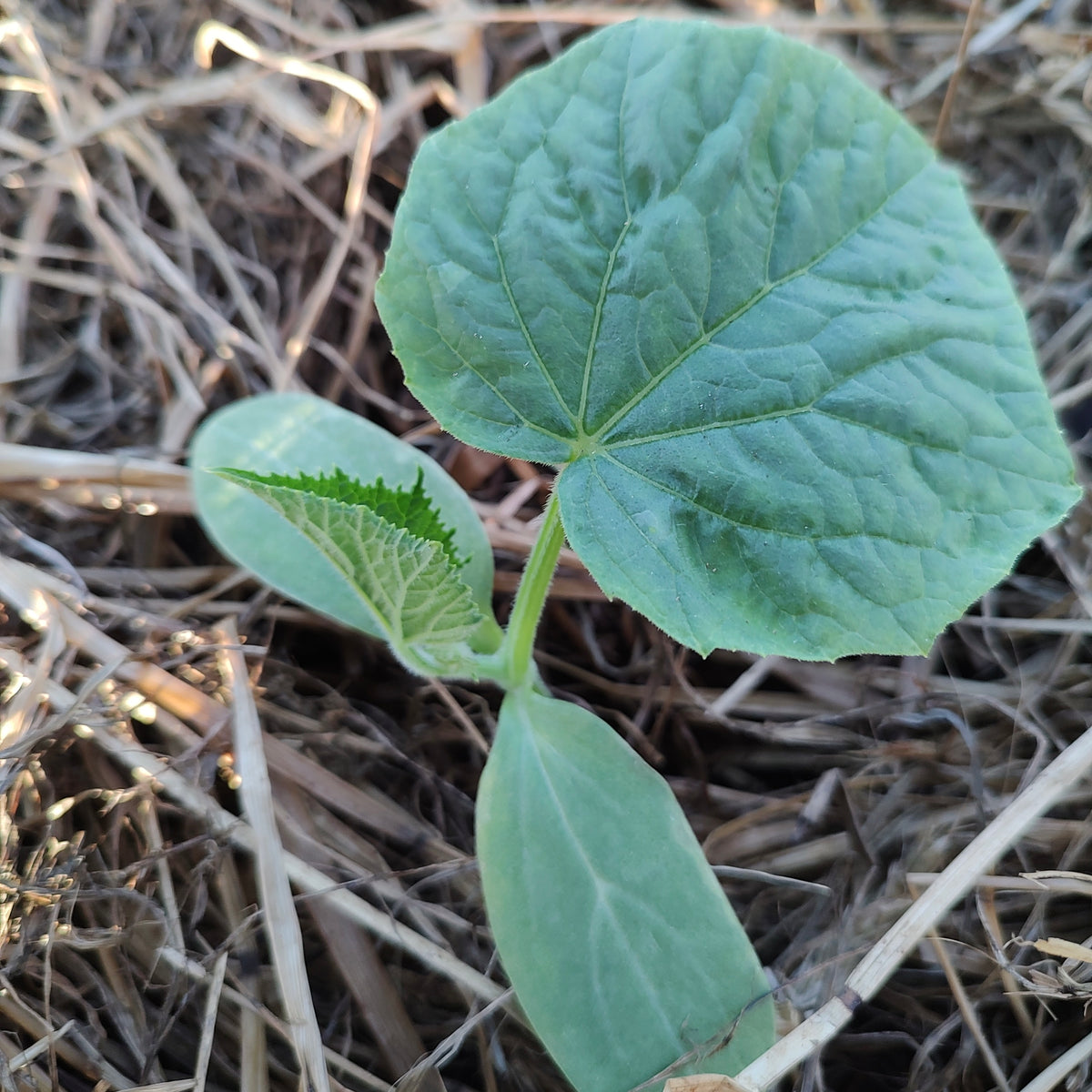 Organic Zucchini Seedlings - 8 pack bundle