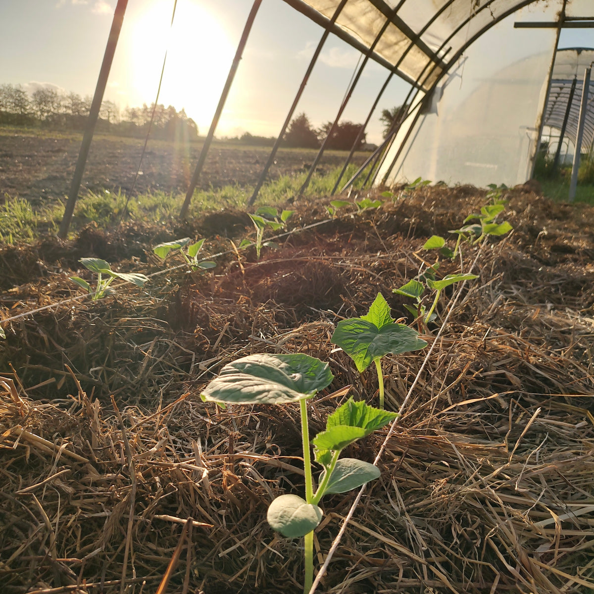 Organic Telegraph Cucumber Seedlings - 8 pack bundle