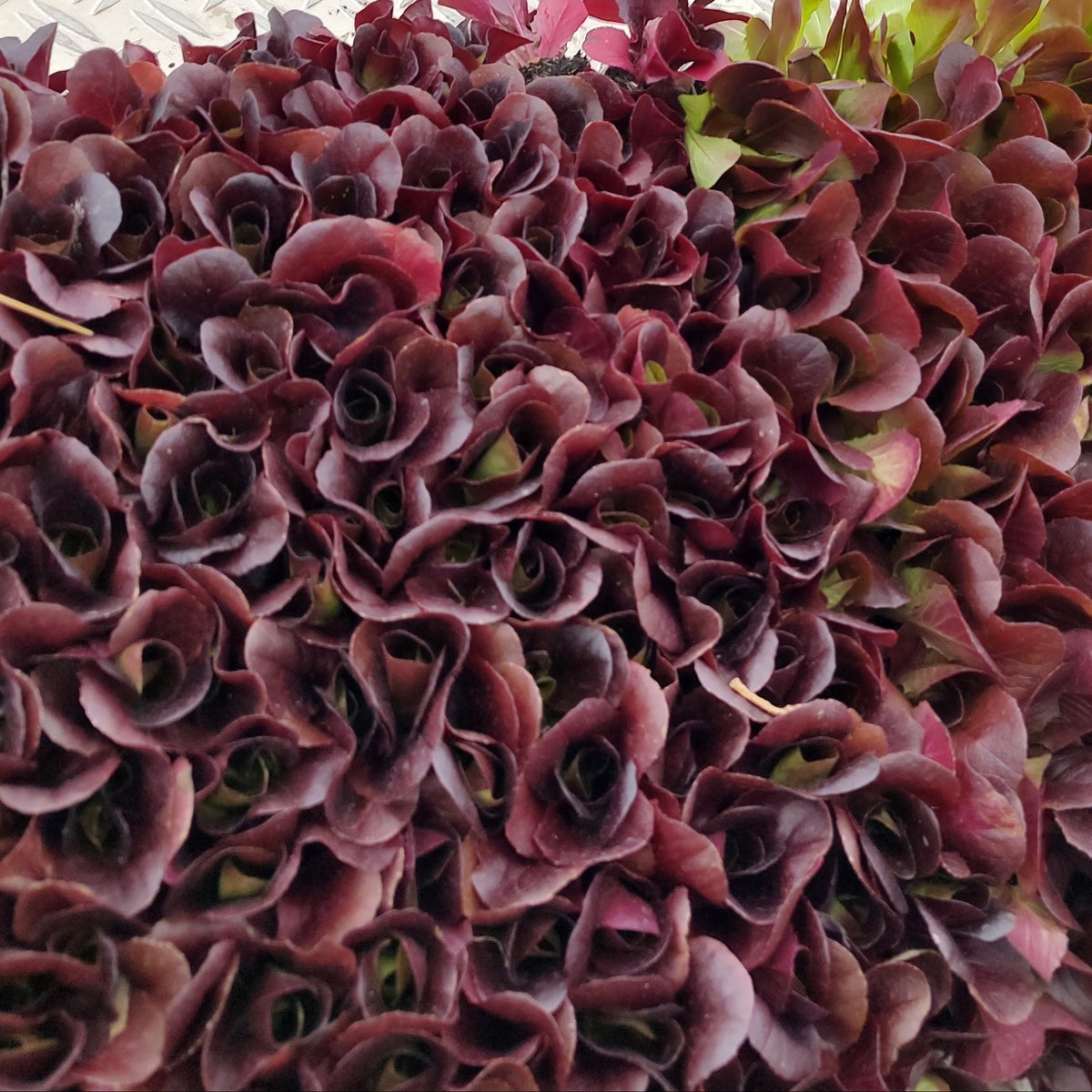 Organic Lettuce Davinci Seedlings - 8 pack bundle
