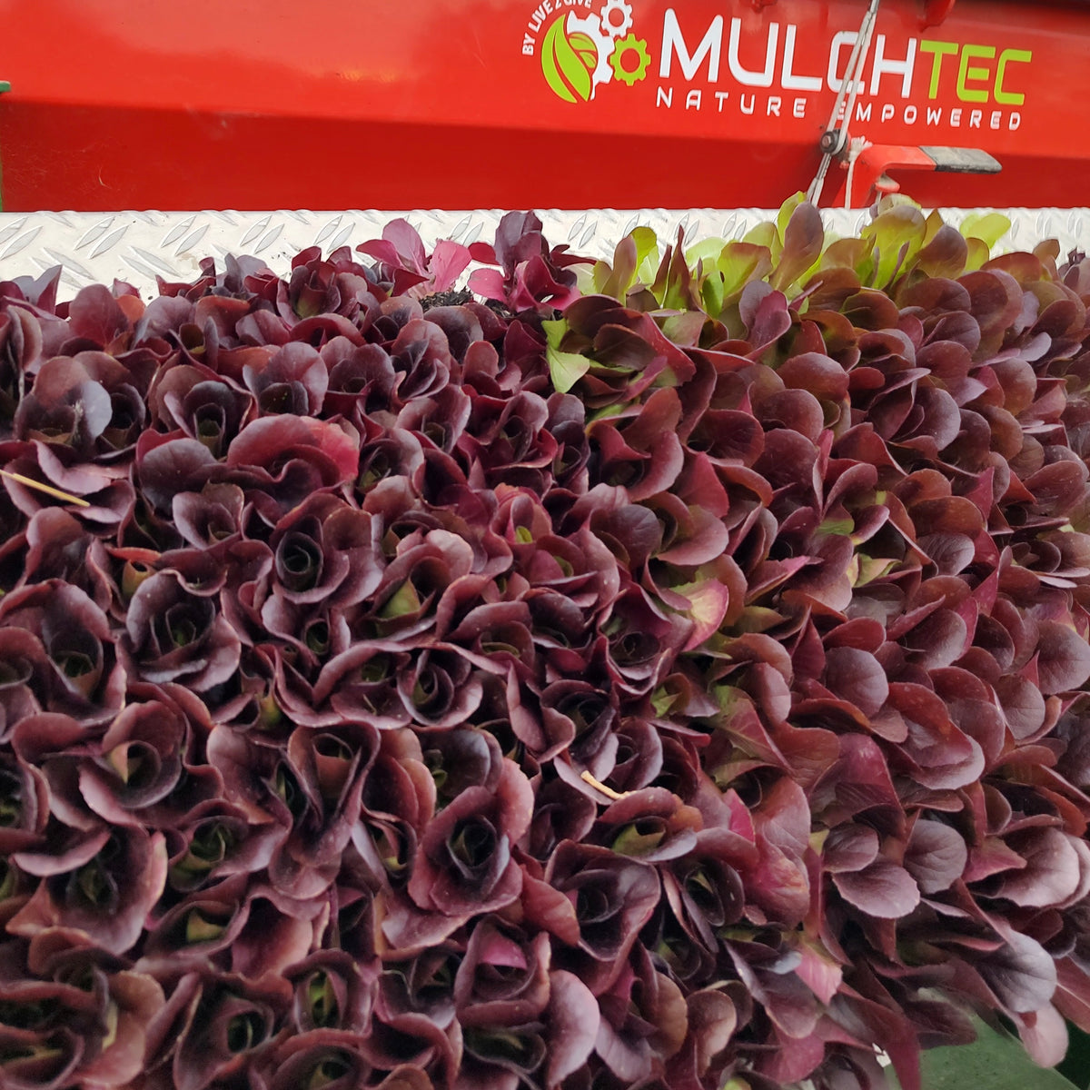 Organic Davinci Lettuce Seedlings - 8 pack bundle
