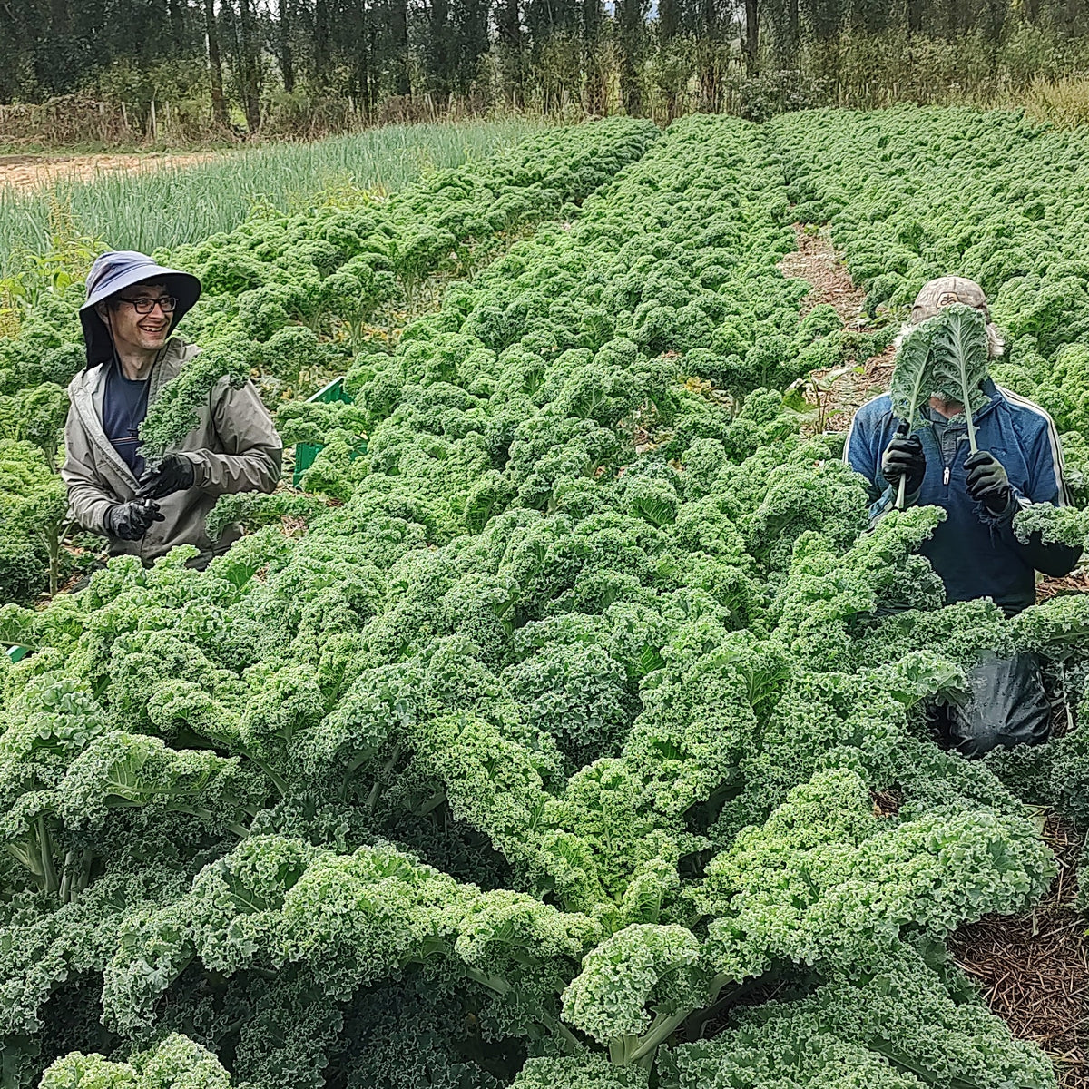 Organic Kale Seedlings - 8 pack bundle