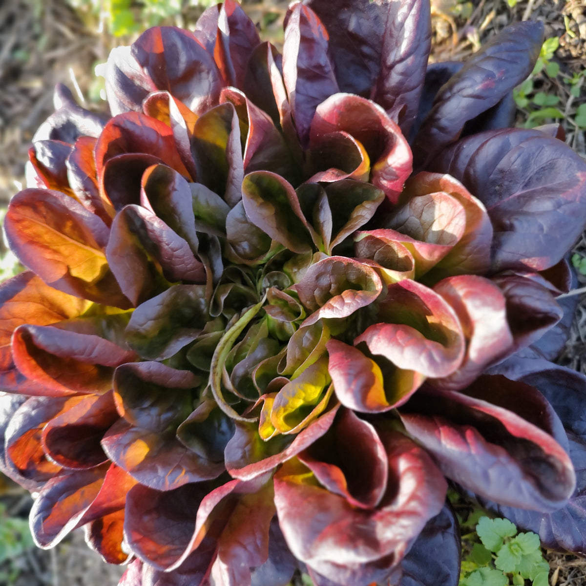 Organic Lettuce Davinci Seedlings - 8 pack bundle