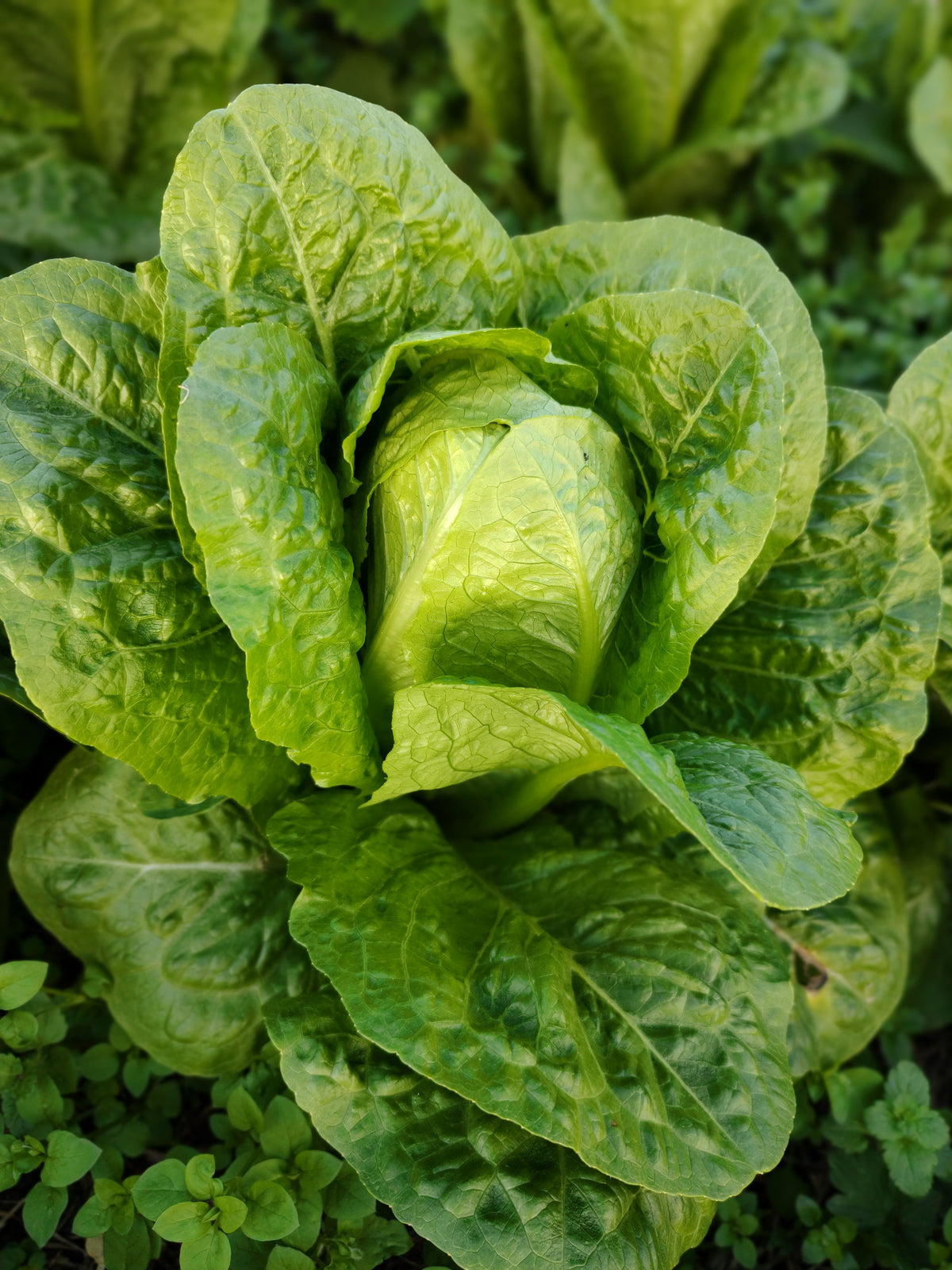 Organic Lettuce Cos Seedlings - 8 pack bundle