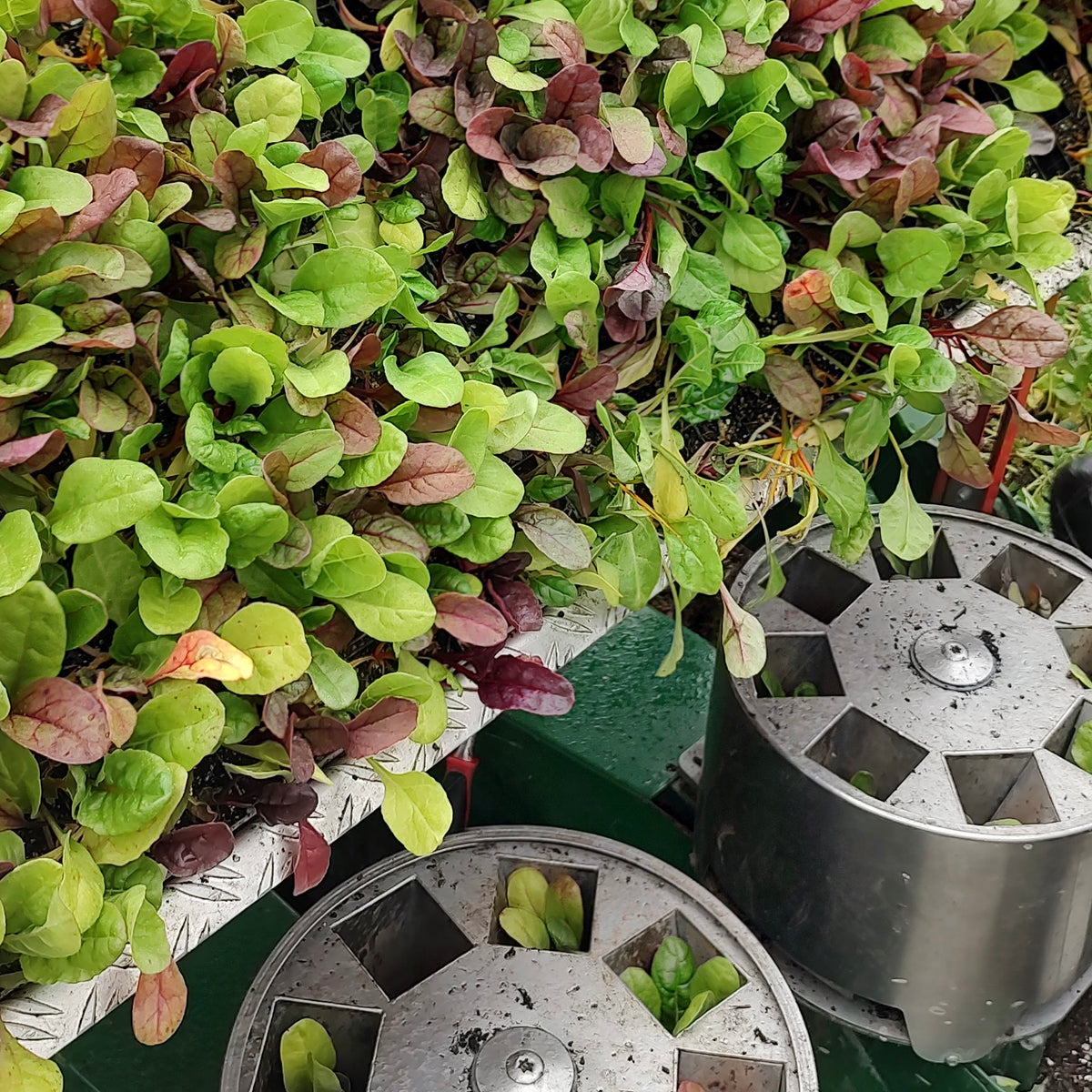 Organic Rainbow Chard Seedlings - 8 pack bundle