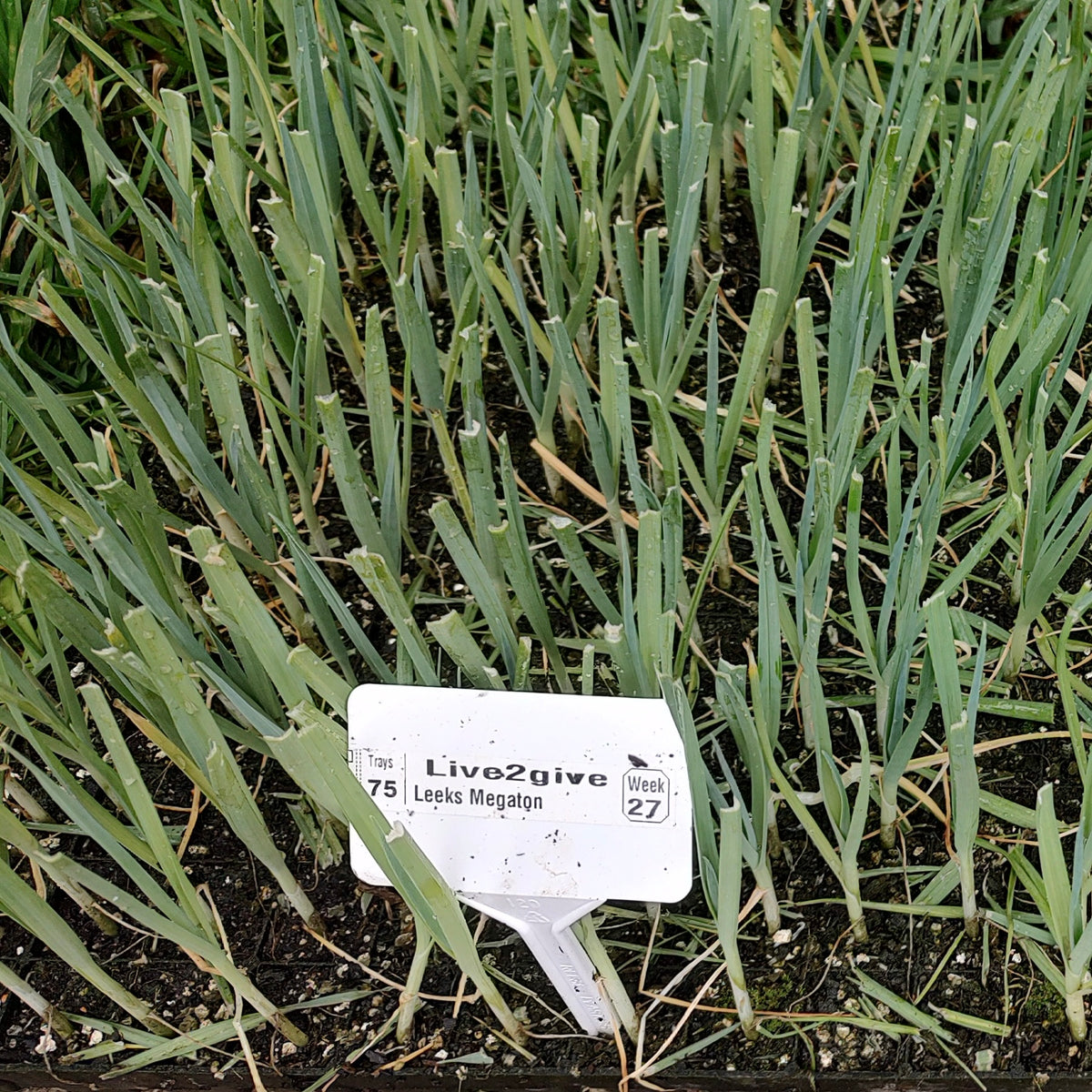 Organic Leek Seedlings - 8 pack bundle