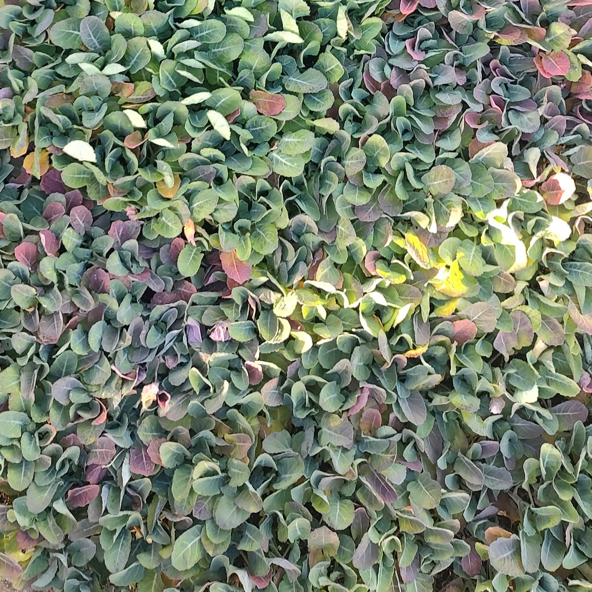 Organic Broccoli Seedlings - 8 pack bundle