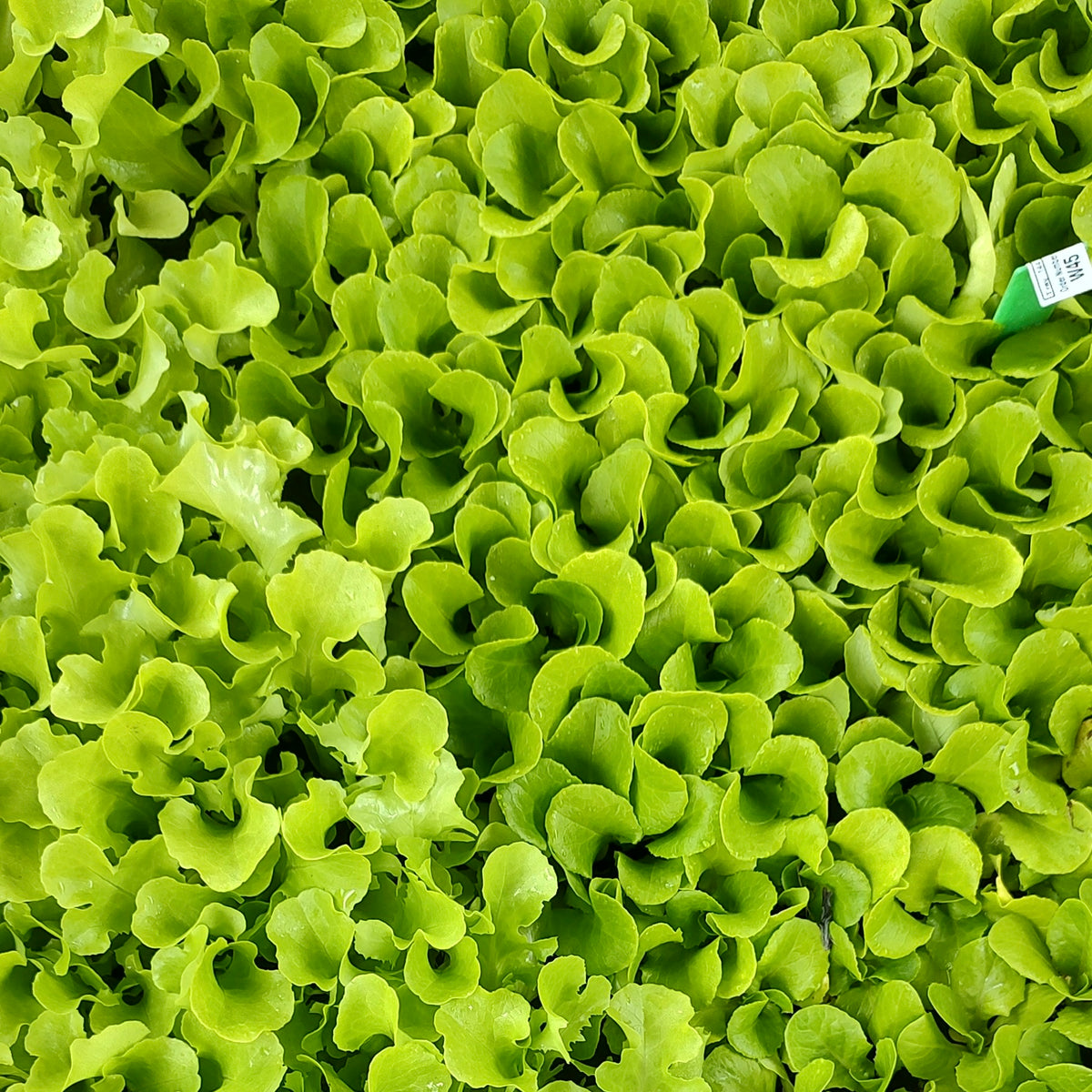 Organic Oakleaf Green Lettuce Seedlings - 8 pack bundle
