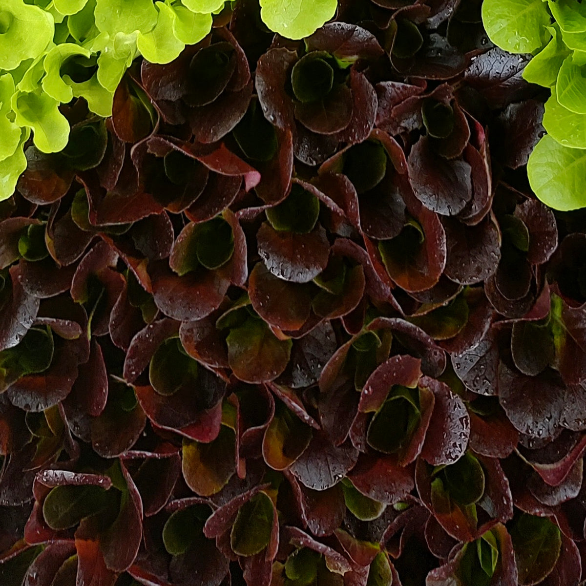 Organic Lettuce Davinci Seedlings - 8 pack bundle