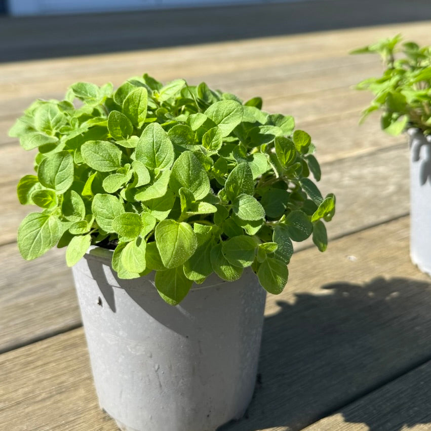 Organic Oregano Seedlings - 10 cm pot
