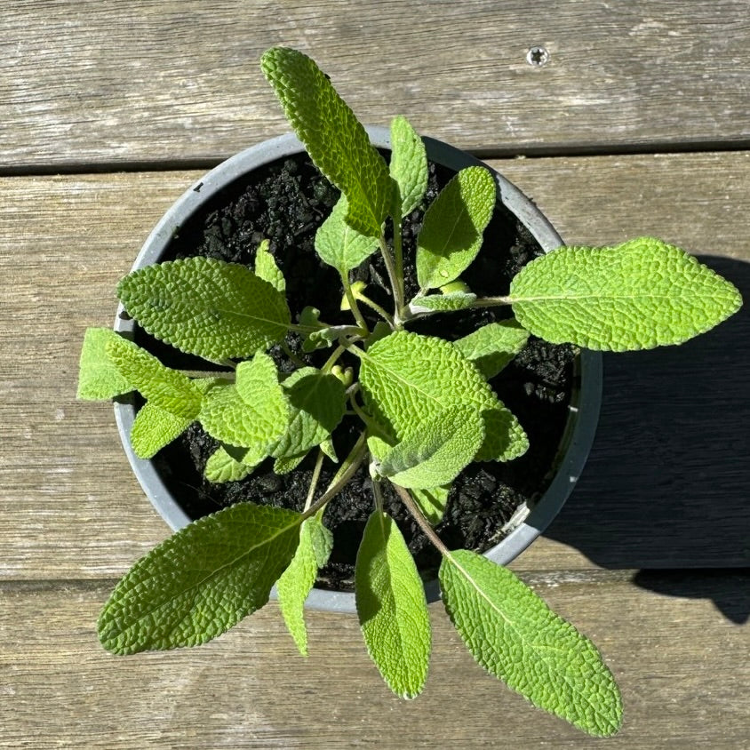 Organic Sage Seedlings - 10 cm pot