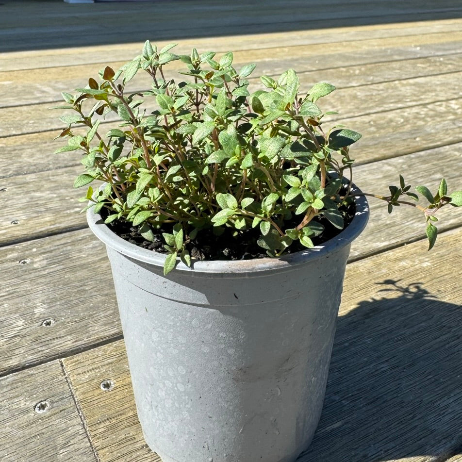 Organic Thyme Seedlings - 10 cm pot
