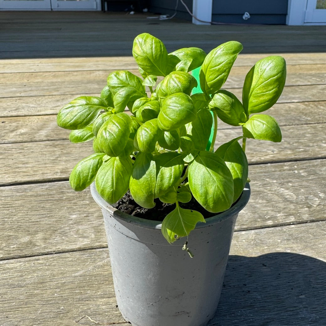 *Organic Basil Seedlings - 10 cm pot