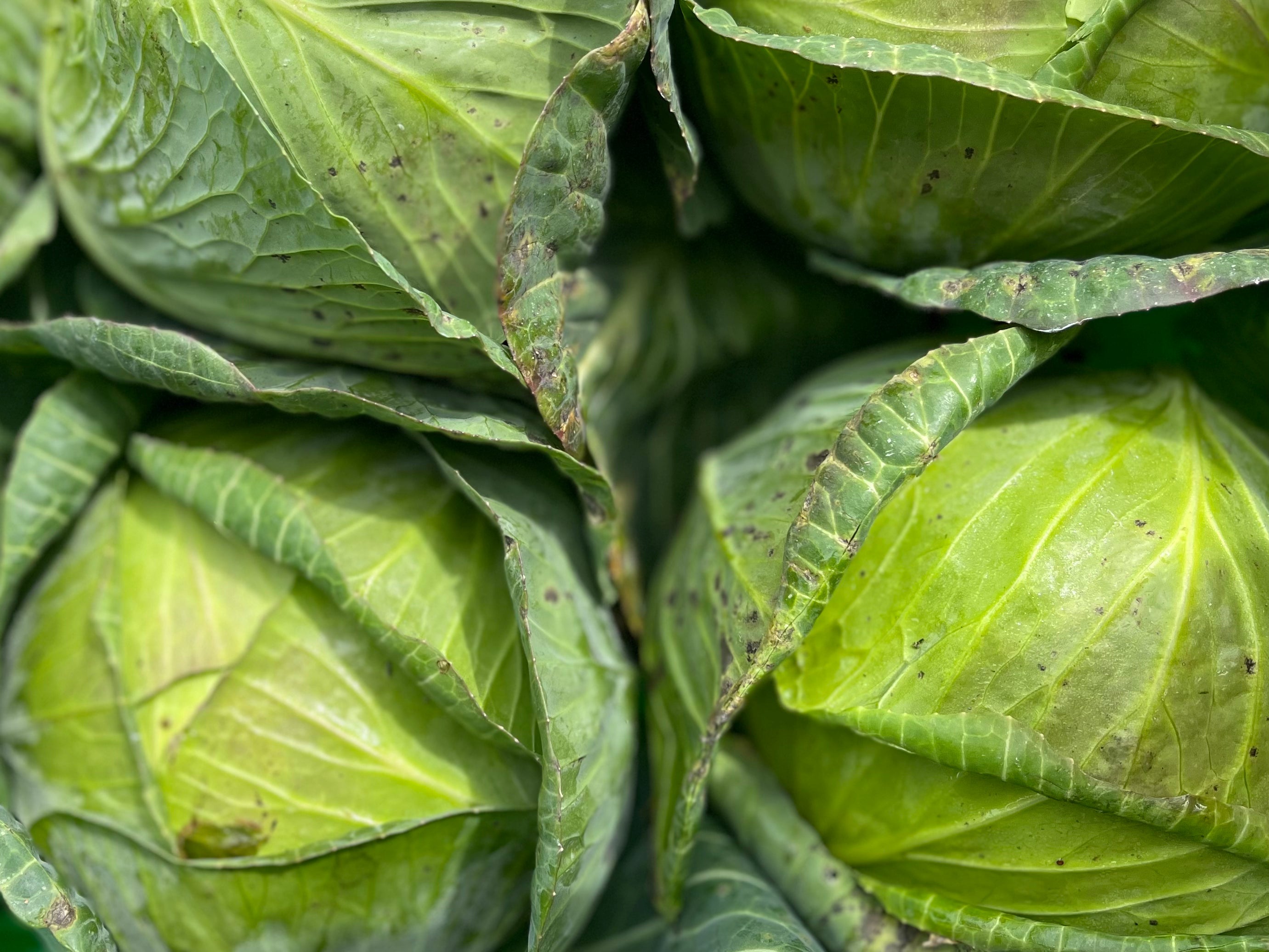 NZ Organic Cabbage - Green