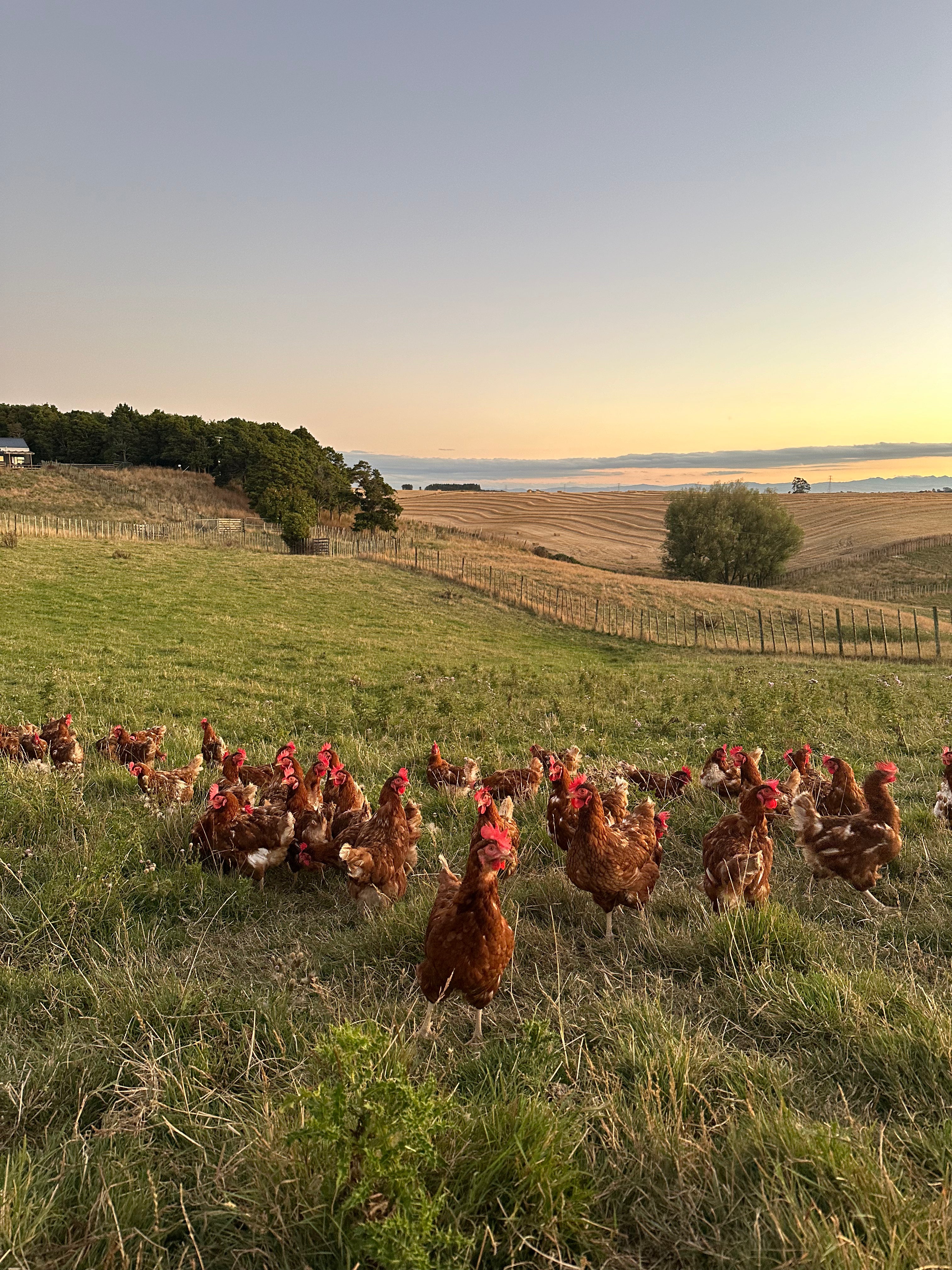 Manawatu Organic Free Range Eggs - 1 DOZEN (Available for courier)