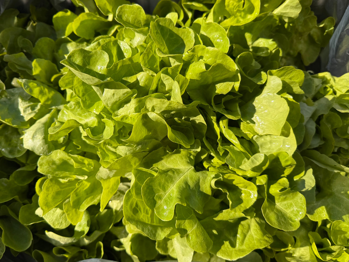Masterton Spray Free (not organic) Hydroponic Lettuce - Oakleaf Green