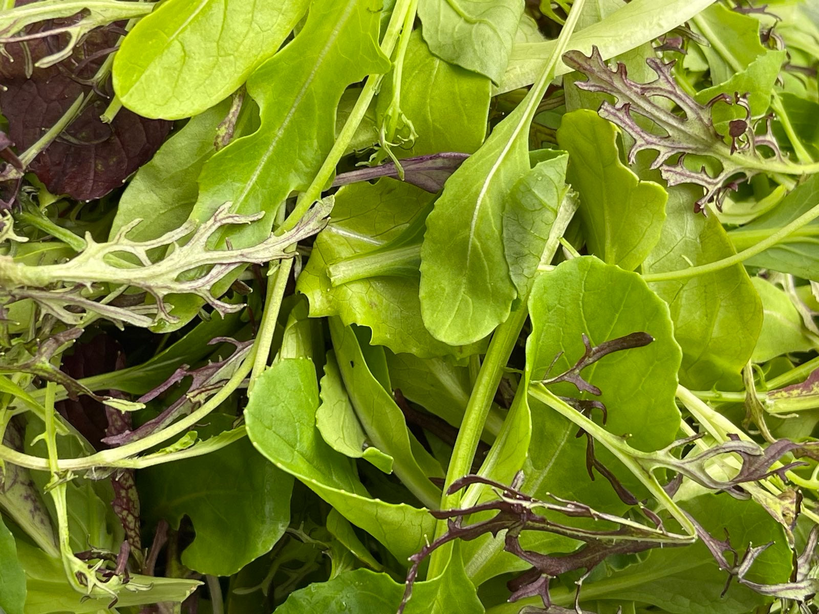 Crooked Vege Organic Salad Mix - 120 g bag