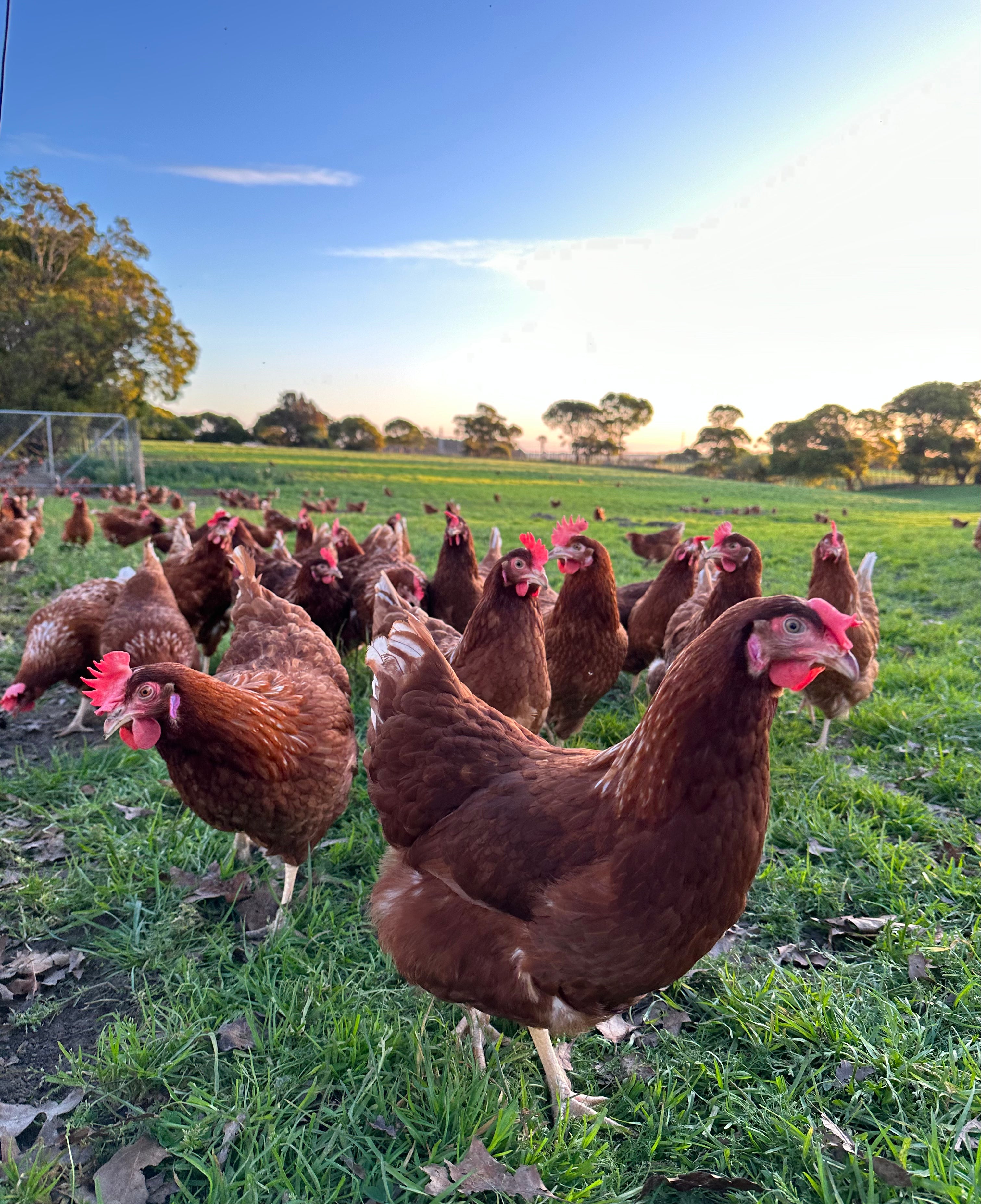 Manawatu Organic Free Range Eggs - 1 DOZEN (Available for courier)