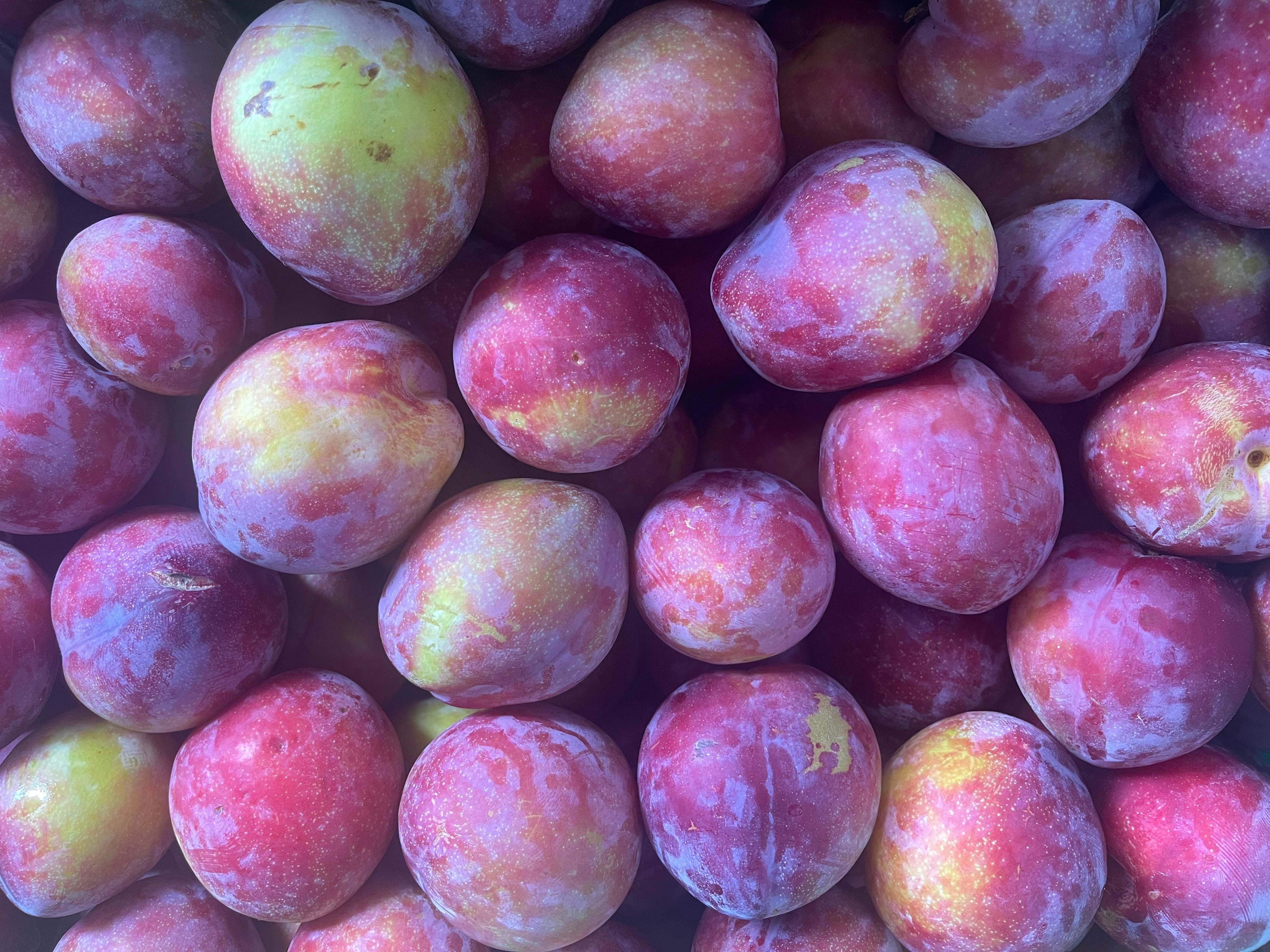 Hastings Organic Plums - Amber Jewel LARGE eating plum