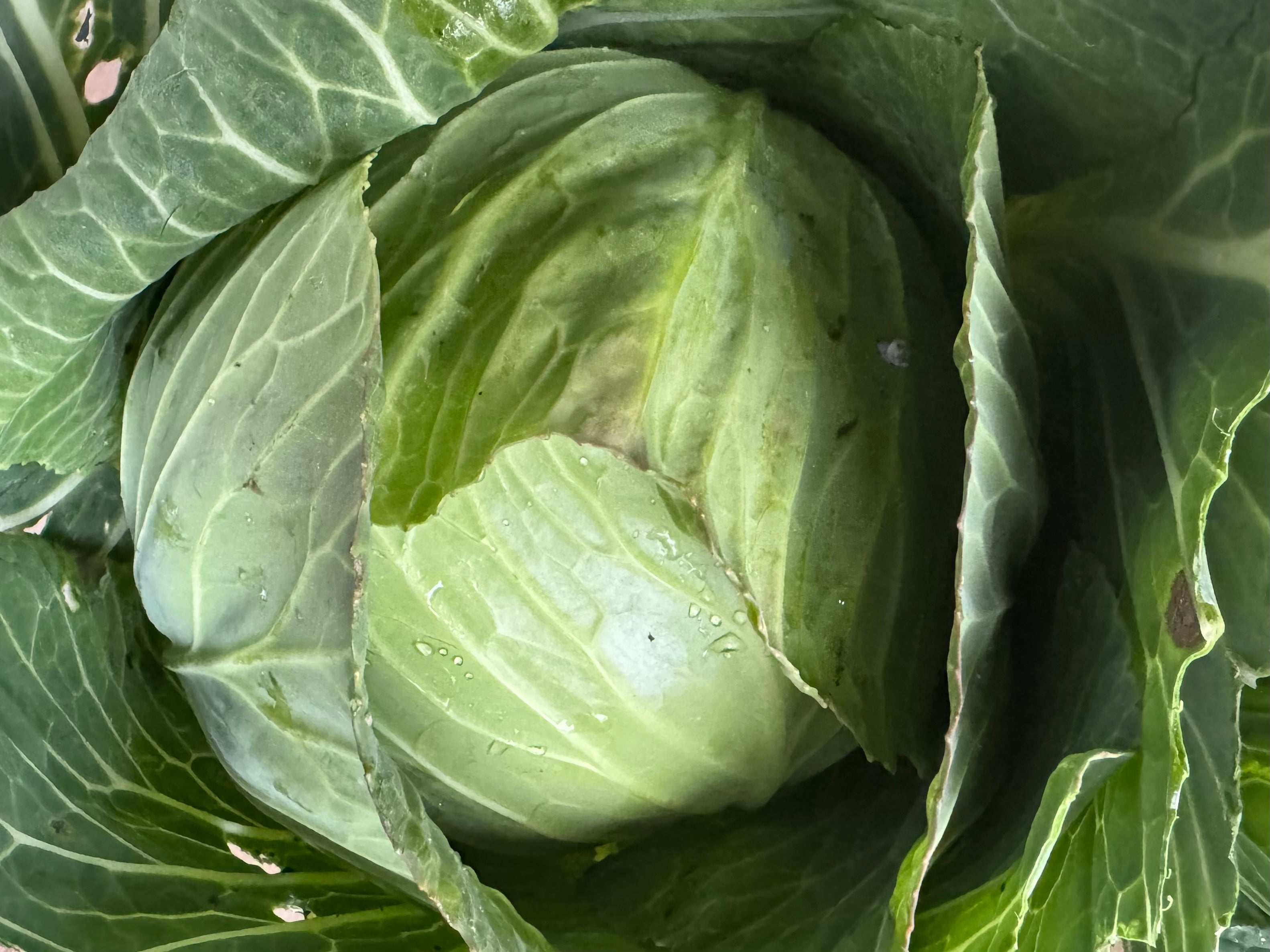 Palmy Spray Free Cabbage (not organic) - Green SMALL