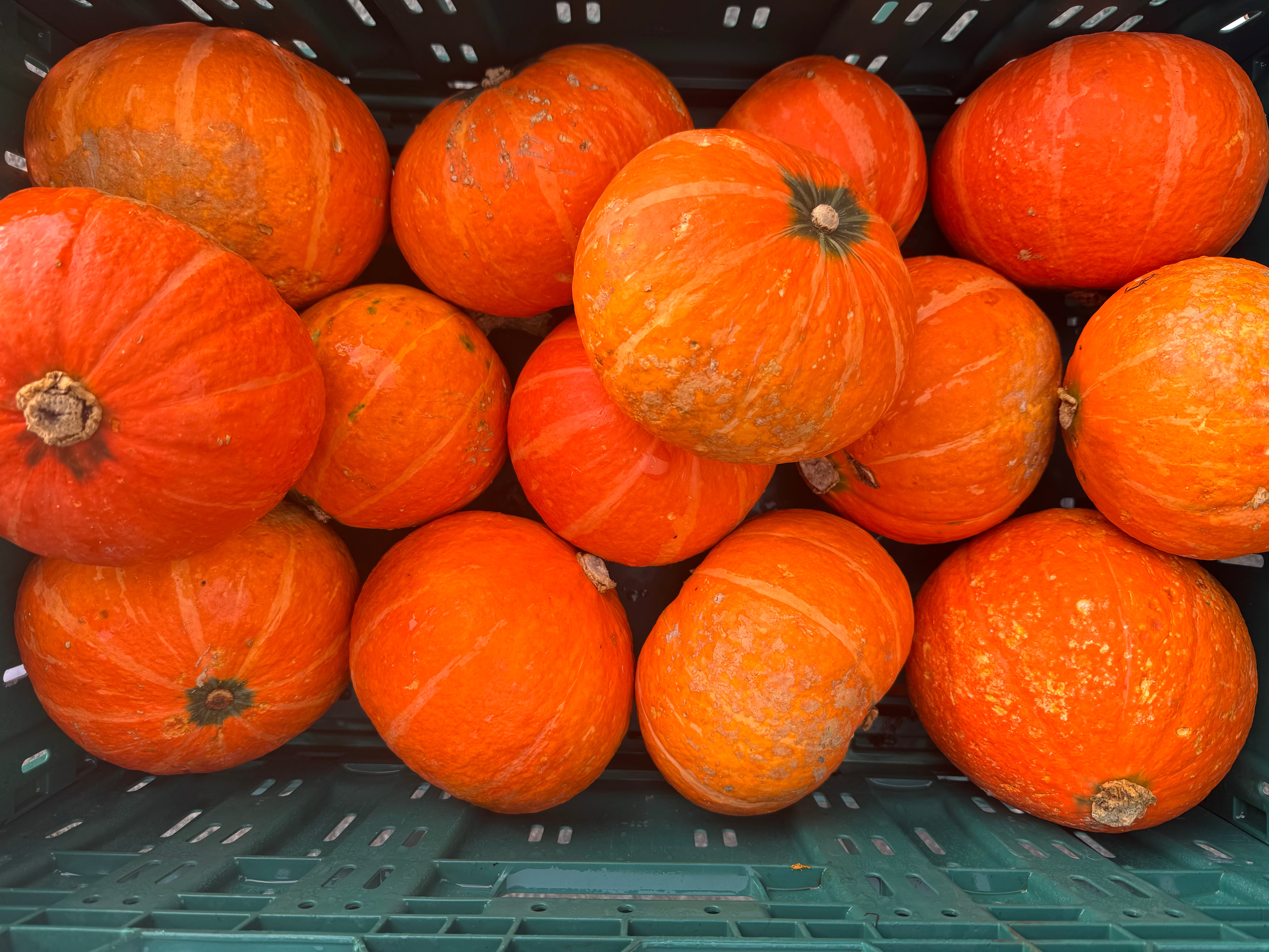 Streamside Organic Pumpkin - Mini Orange EACH