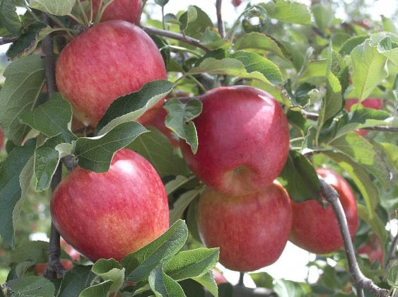 Hastings Organic Apples - Prima Rosa