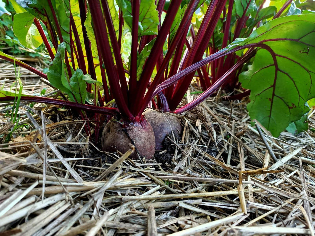 Organic Beetroot Seedlings - 8 pack bundle
