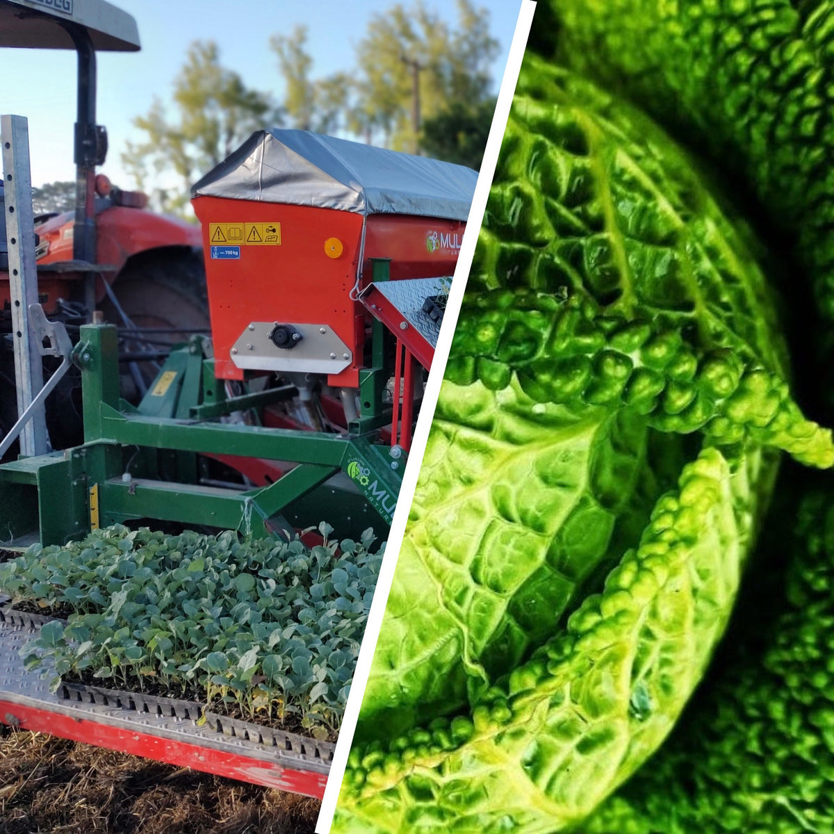 Organic Broccoli/Savoy Cabbage Seedlings - 8 pack mixed bundle